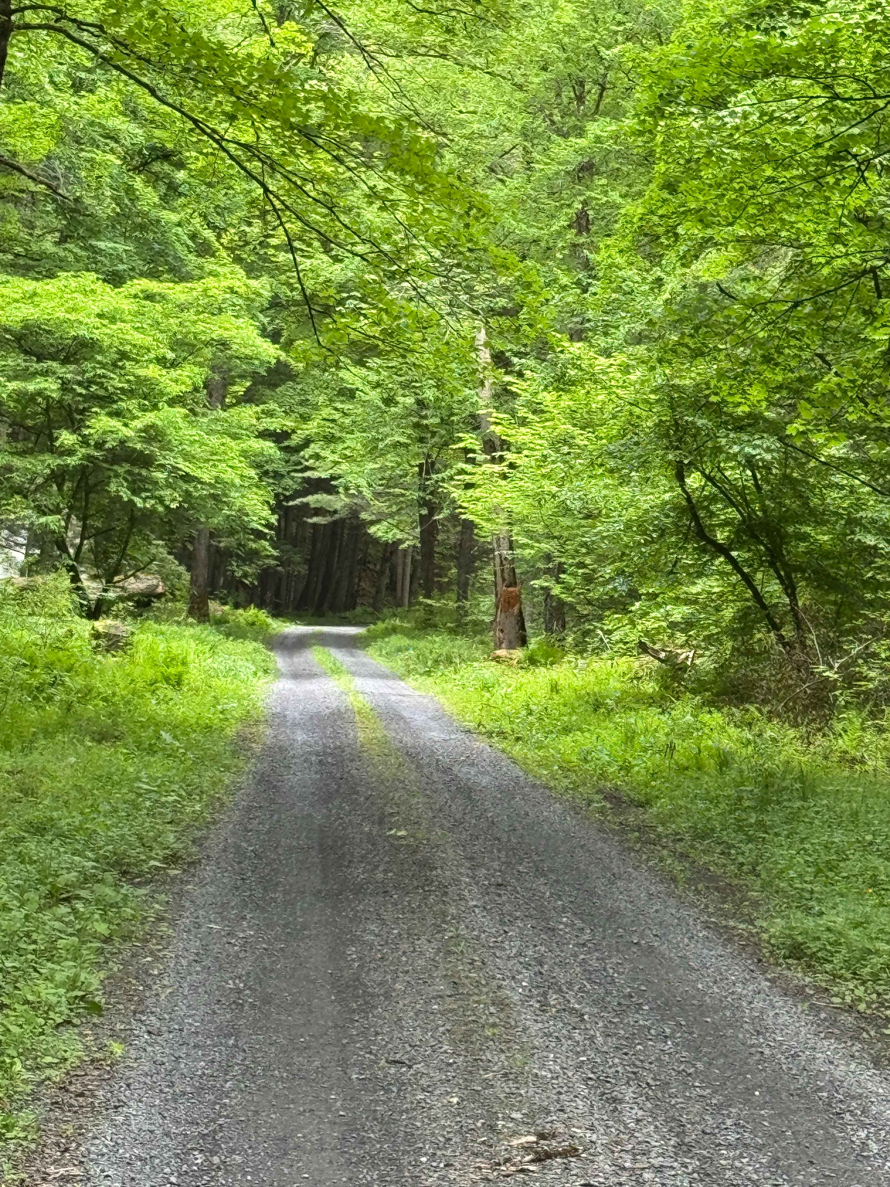Little Greenlick Road