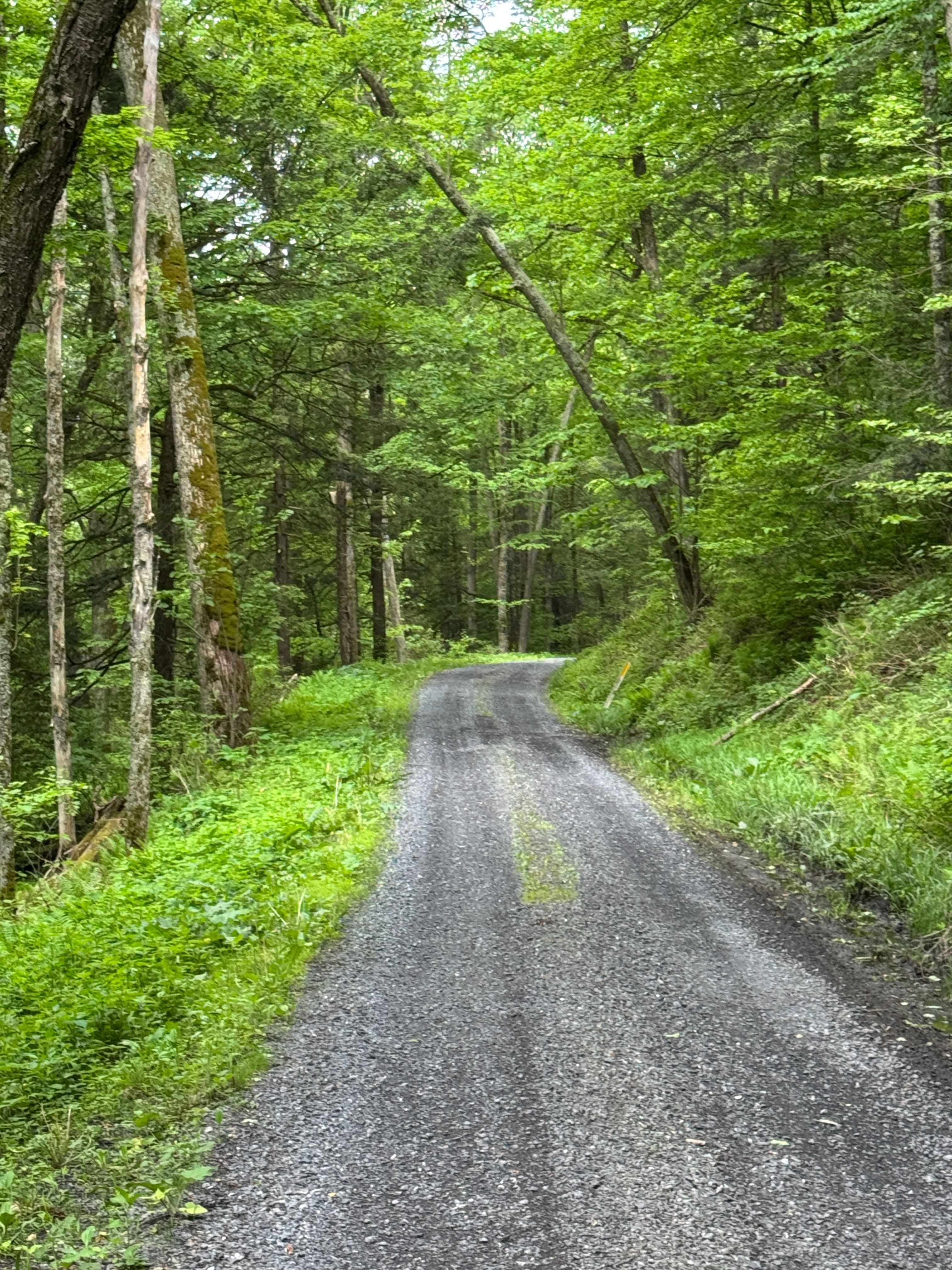 Left Branch Young Womans Creek Road