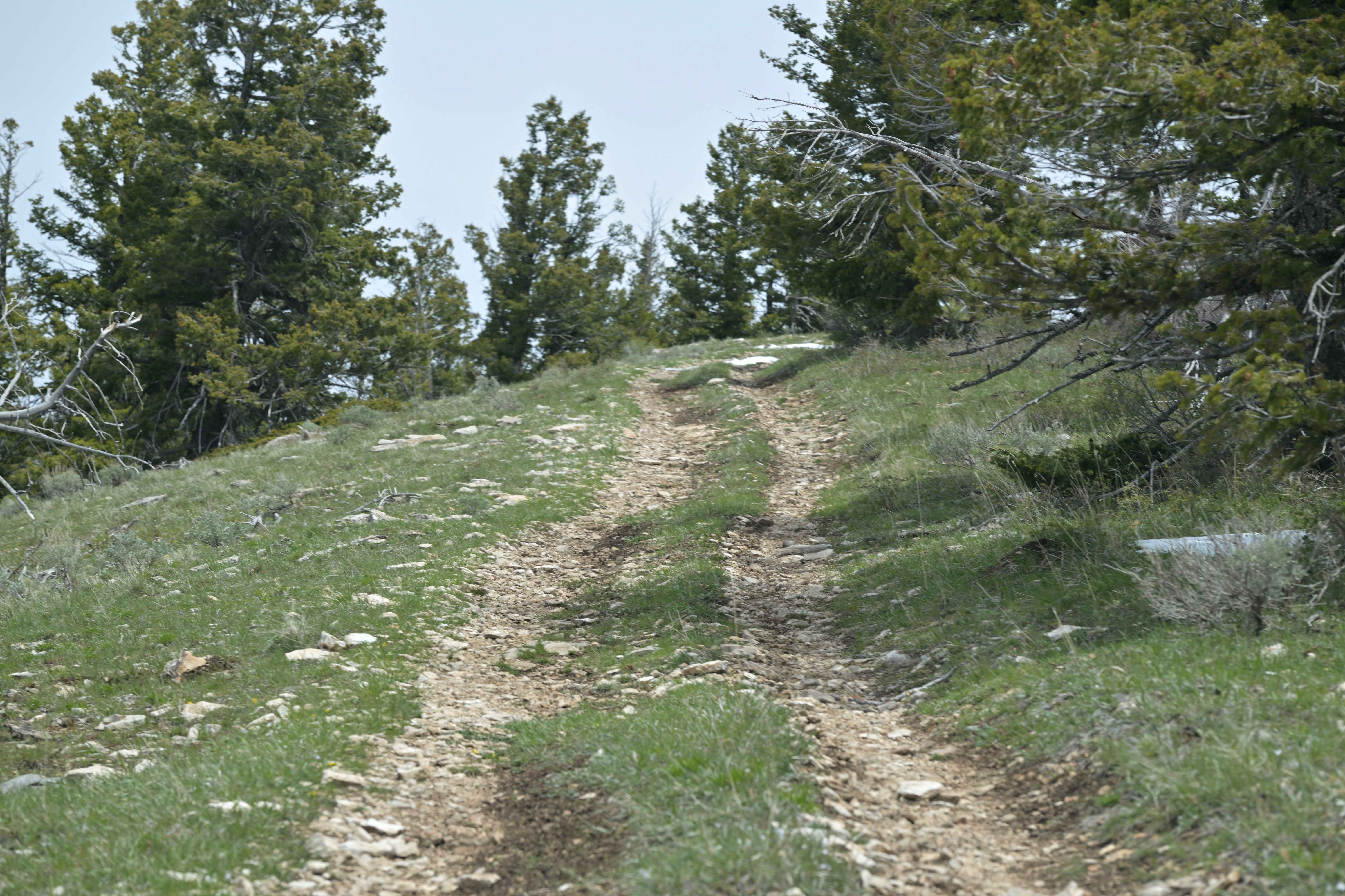Limestone Ridge/FR10257