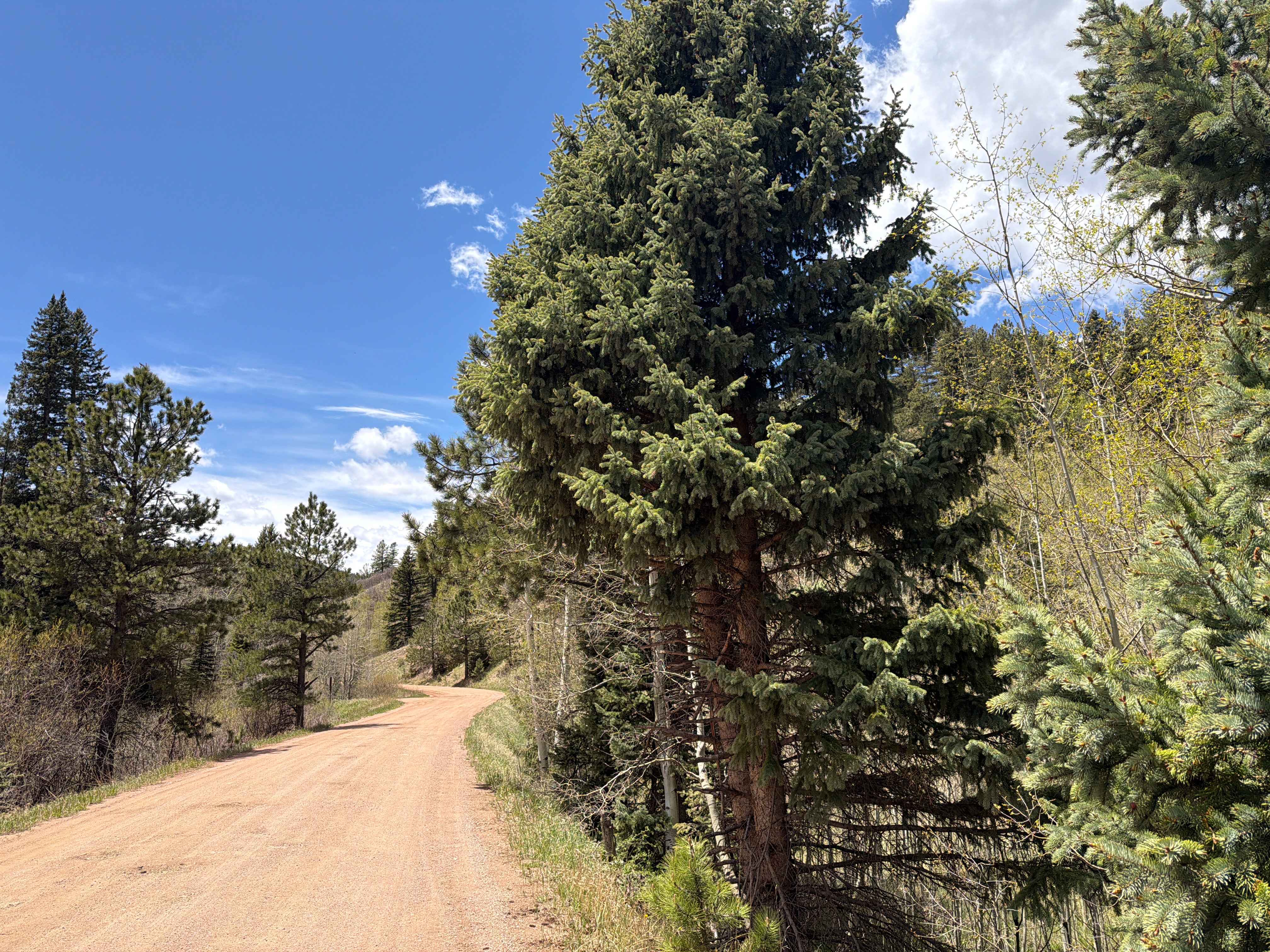 Ophir Creek Road