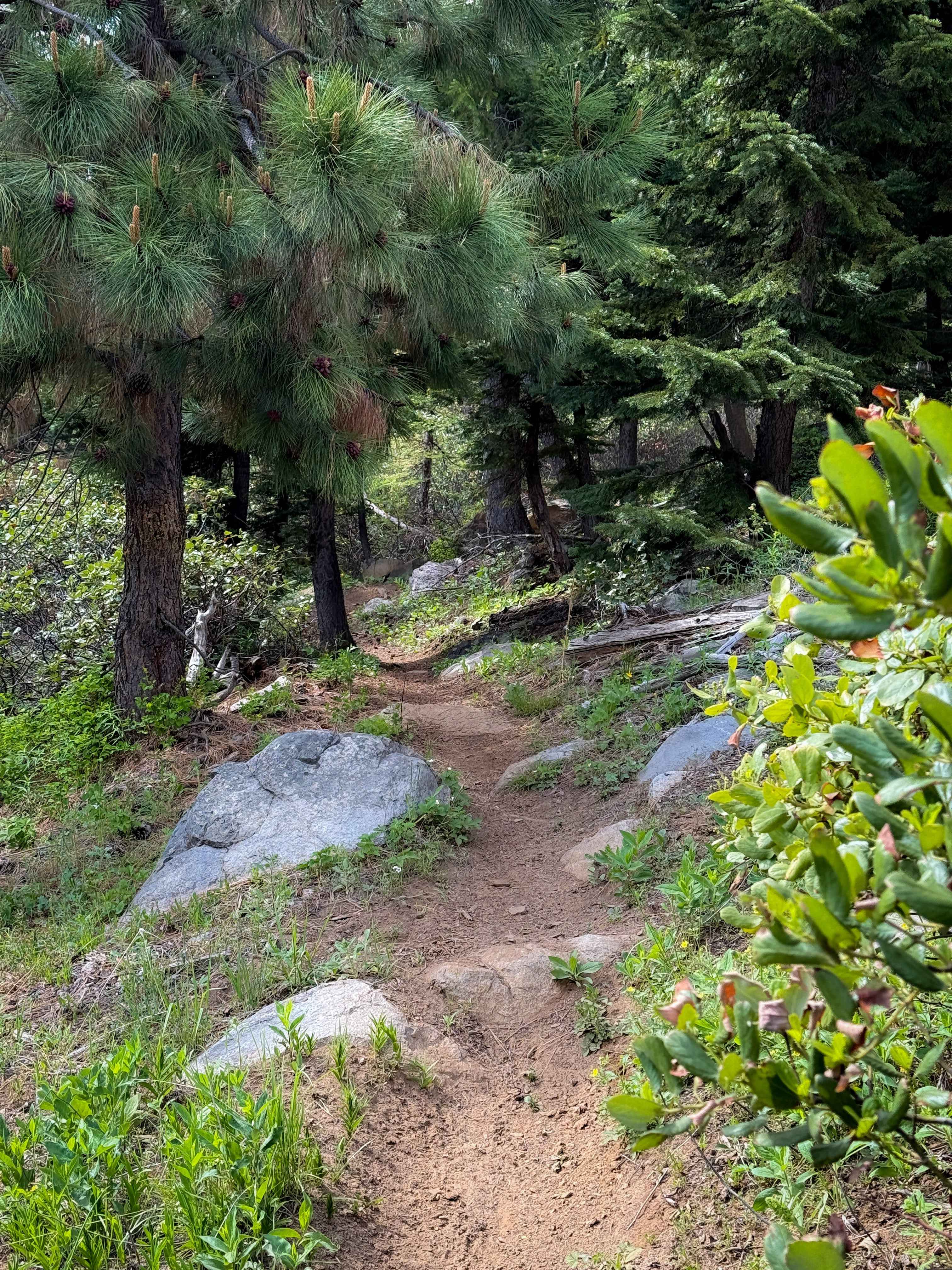 North Knob - Trail 319