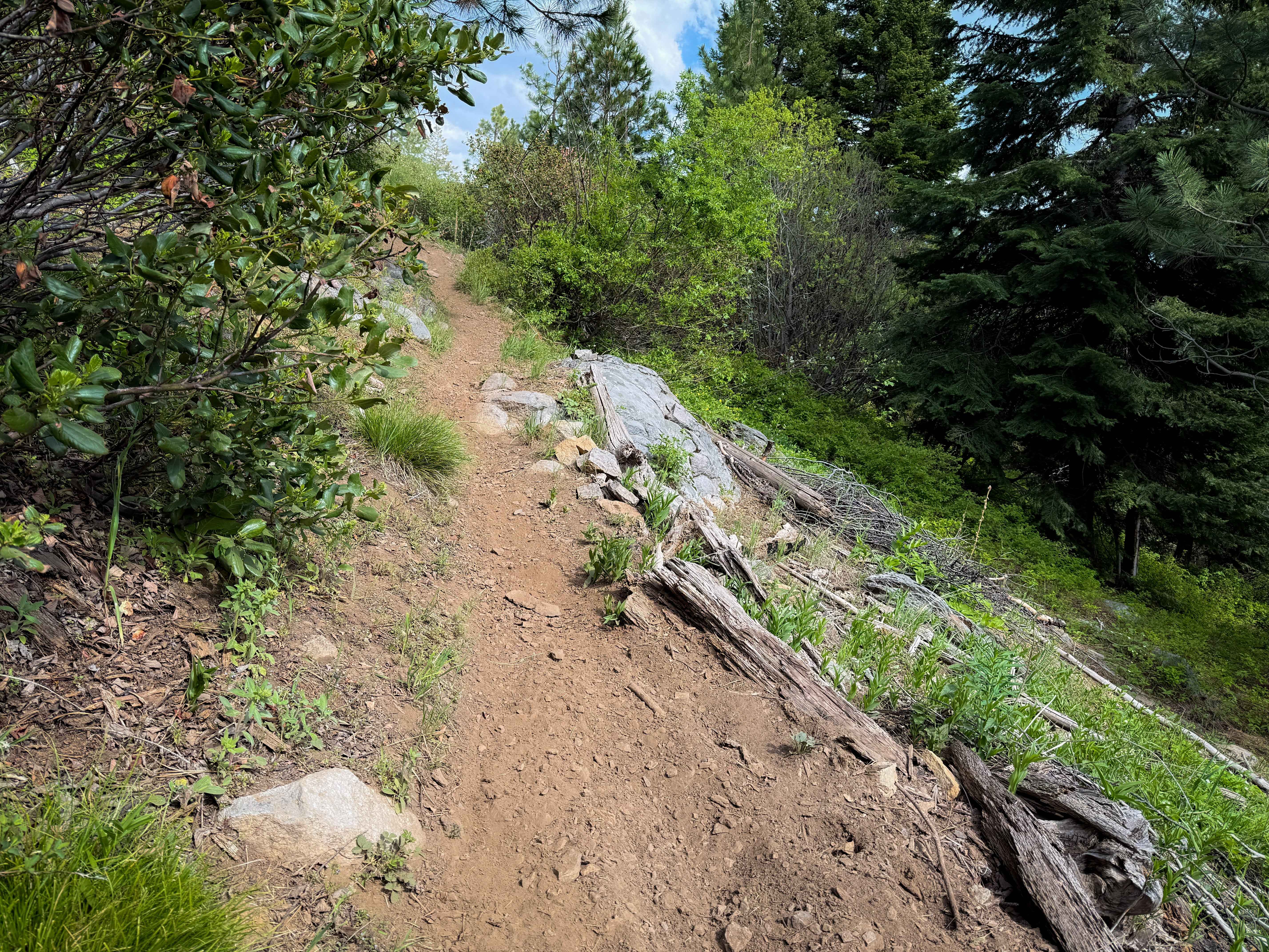 North Knob - Trail 319