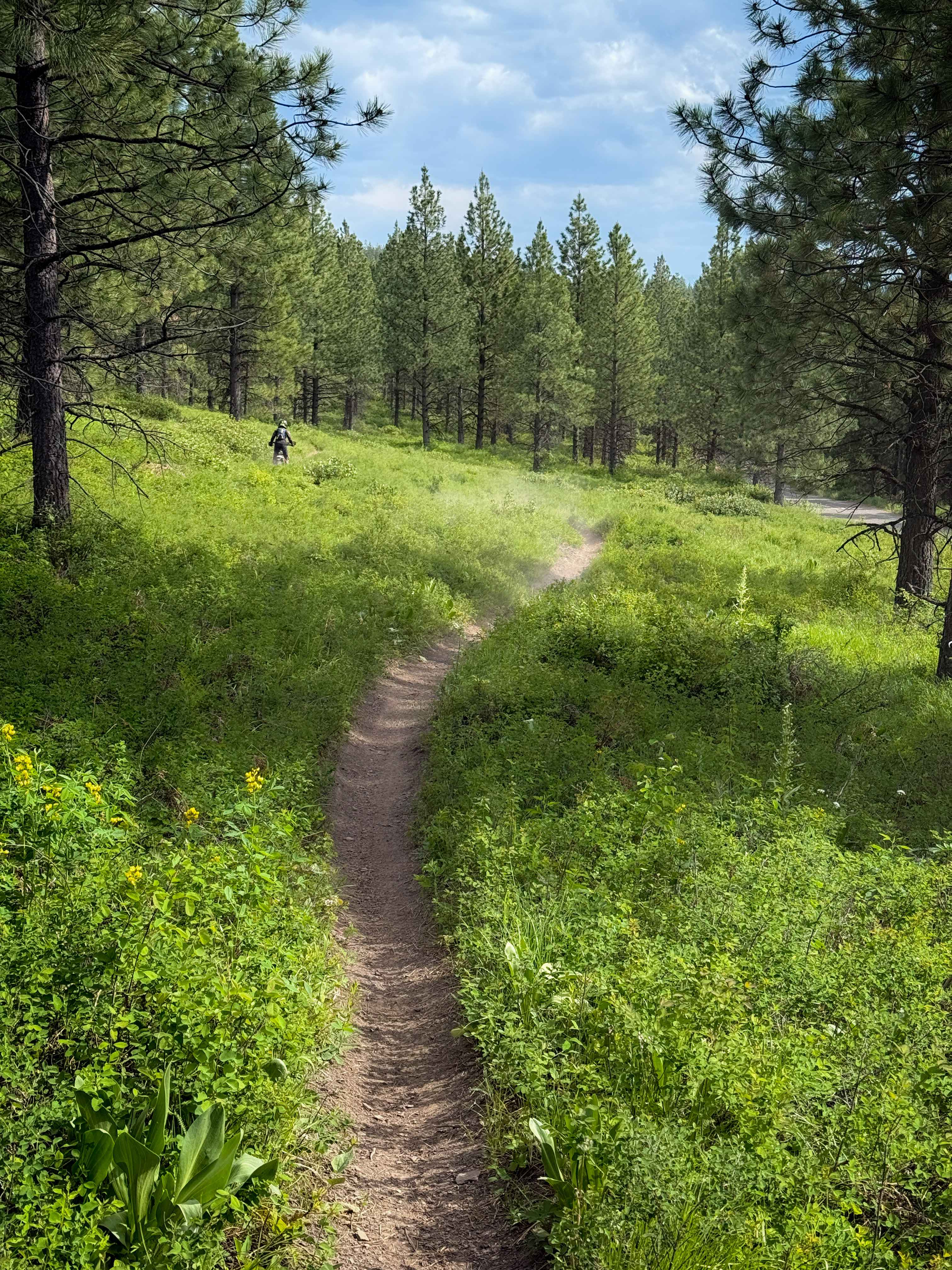 Snag - Trail 308