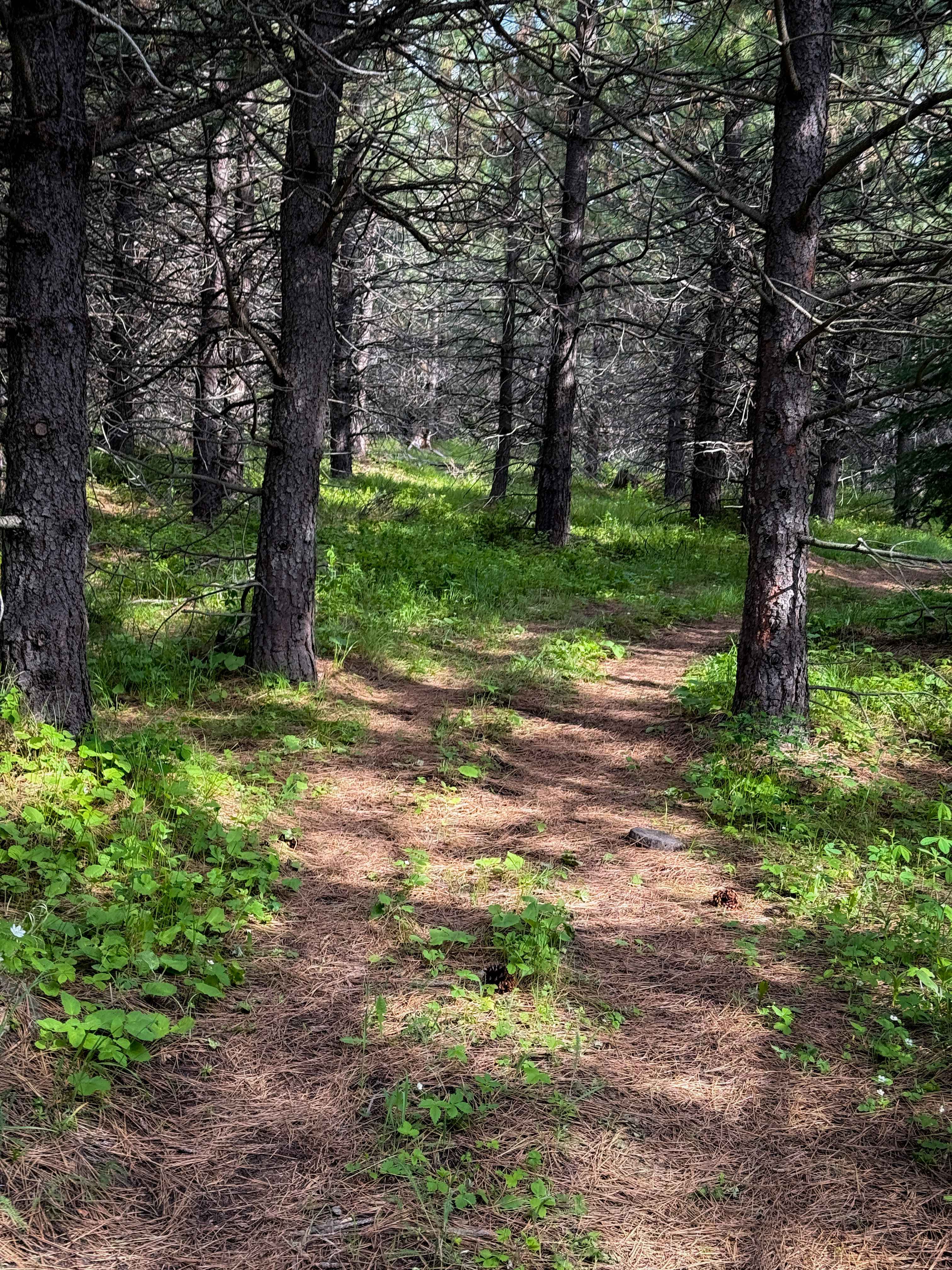 Round About - Trail 406