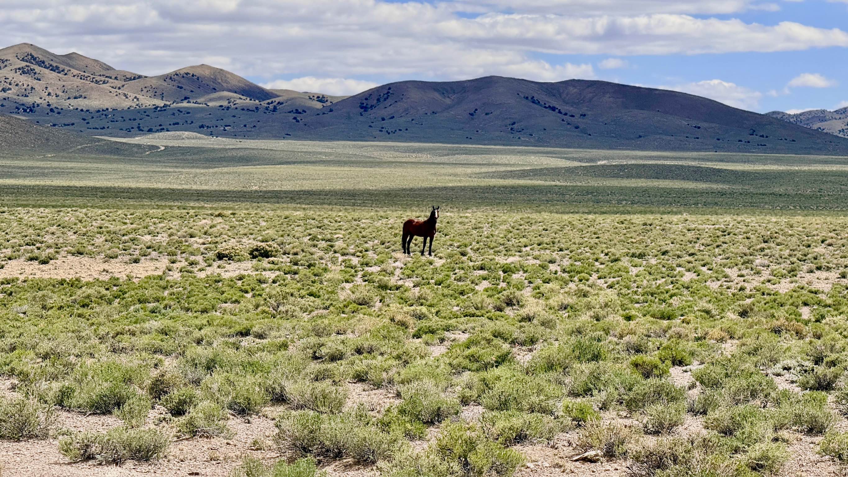 Castle Rock - FS 44235