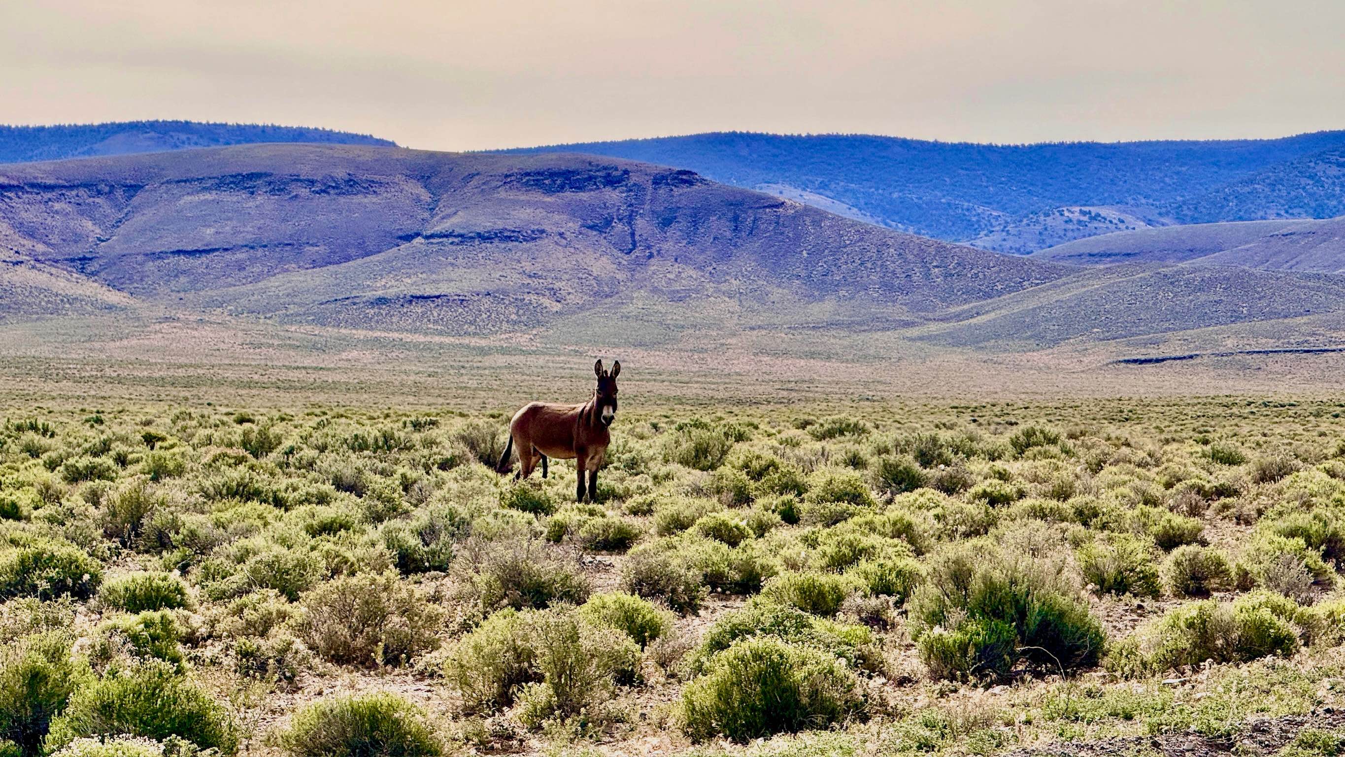 Pete's Summit Road - FS 43001