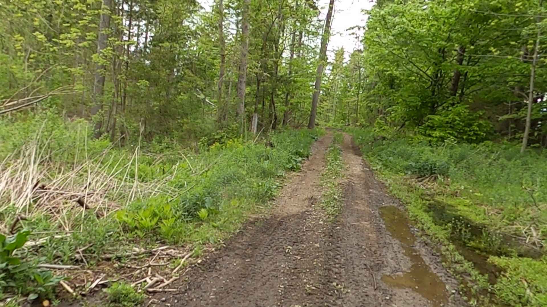 Lewis County Area A - Green Trail
