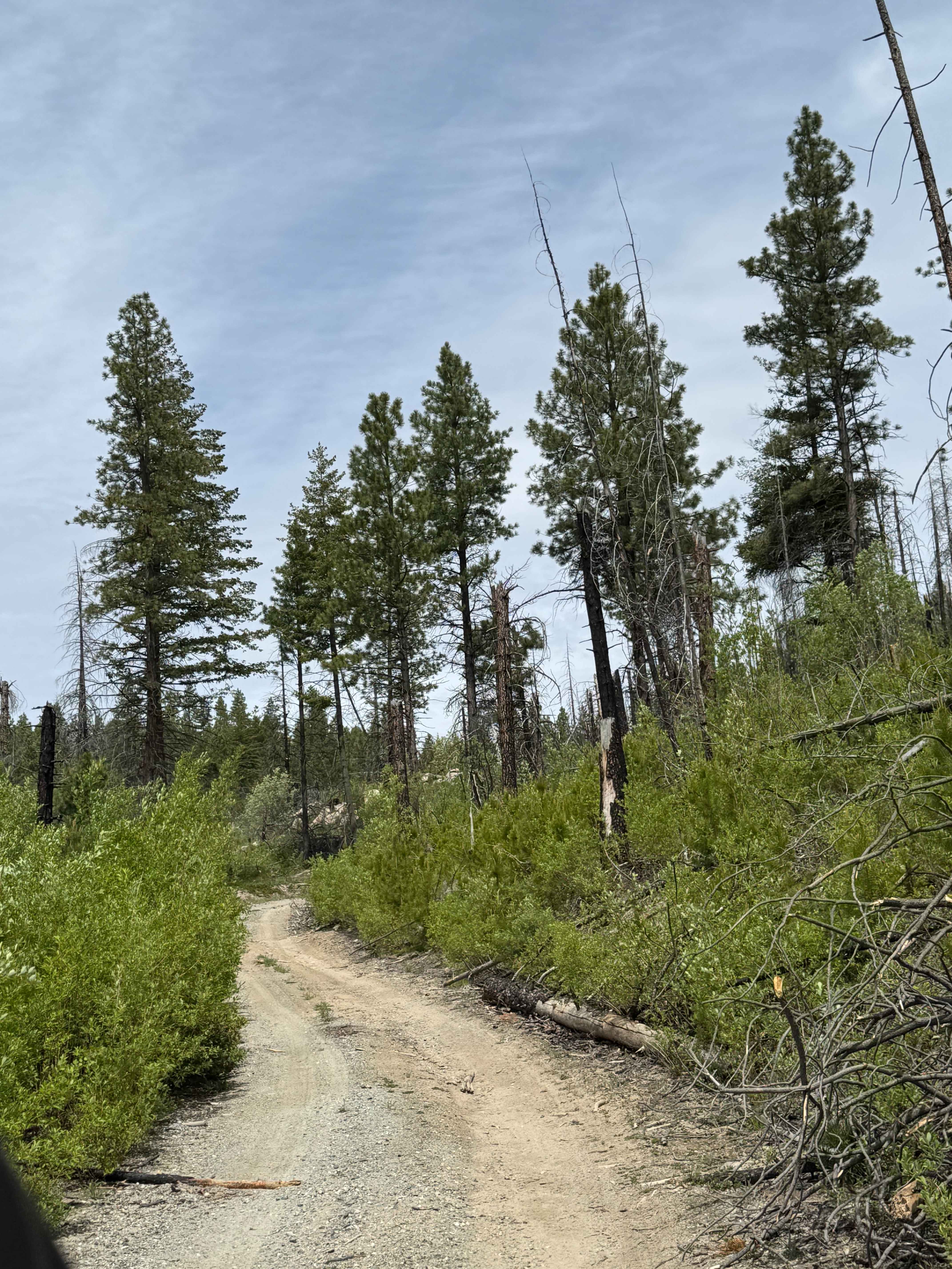 Goat Mountain Road - FS 8140-145