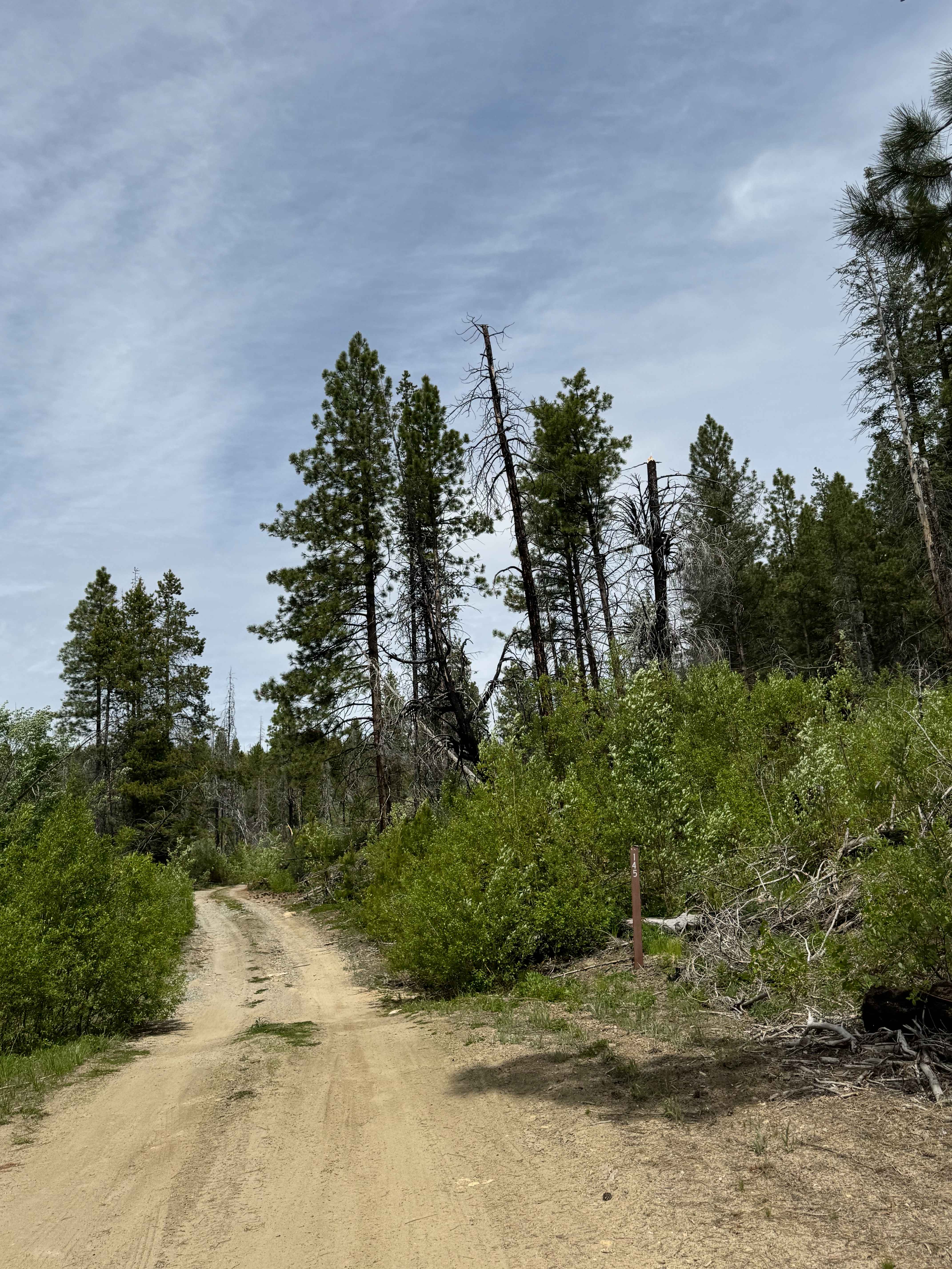 Goat Mountain Road - FS 8140-145