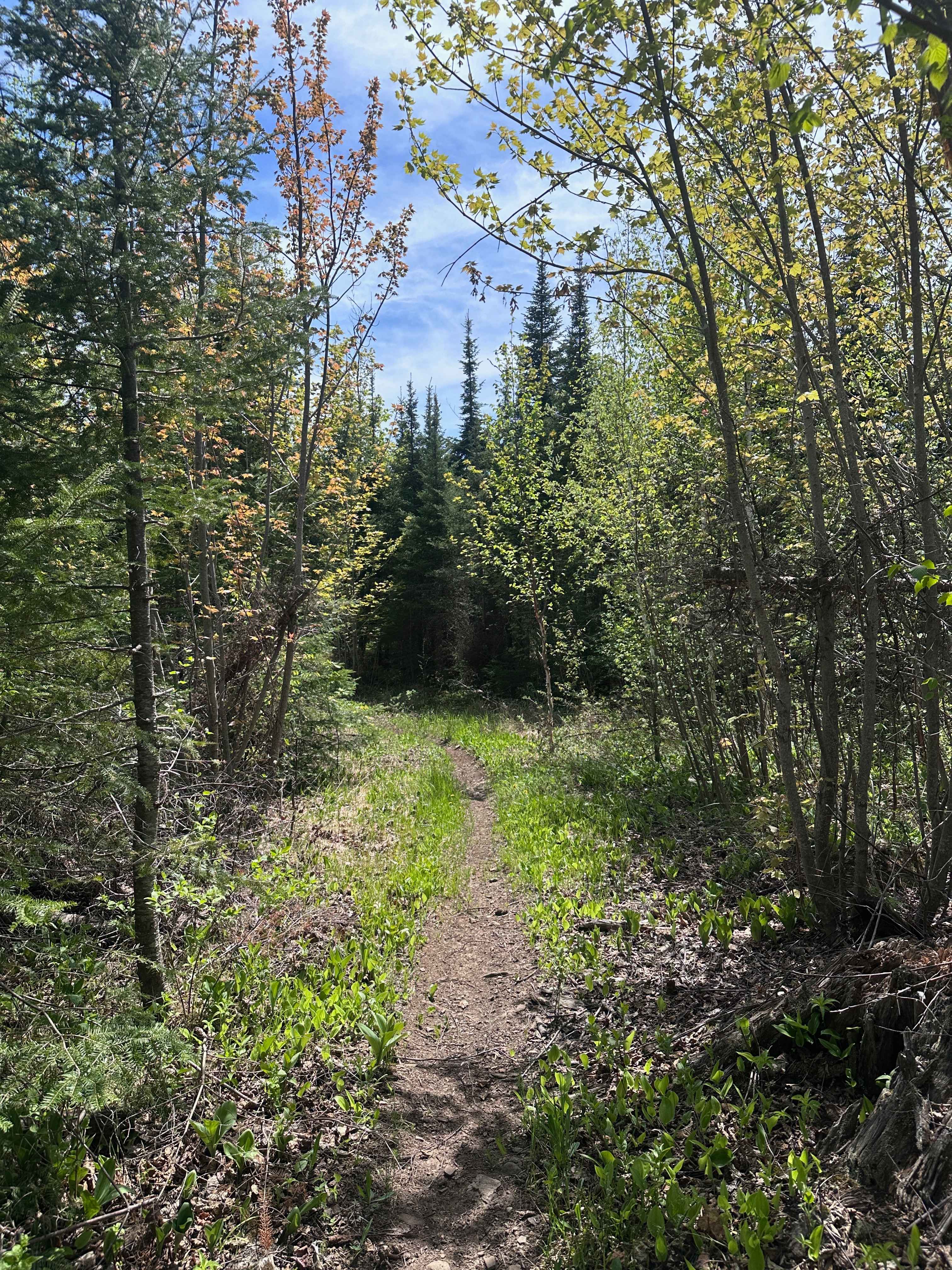 Moose Knuckle Ridge (M25 Section 3)
