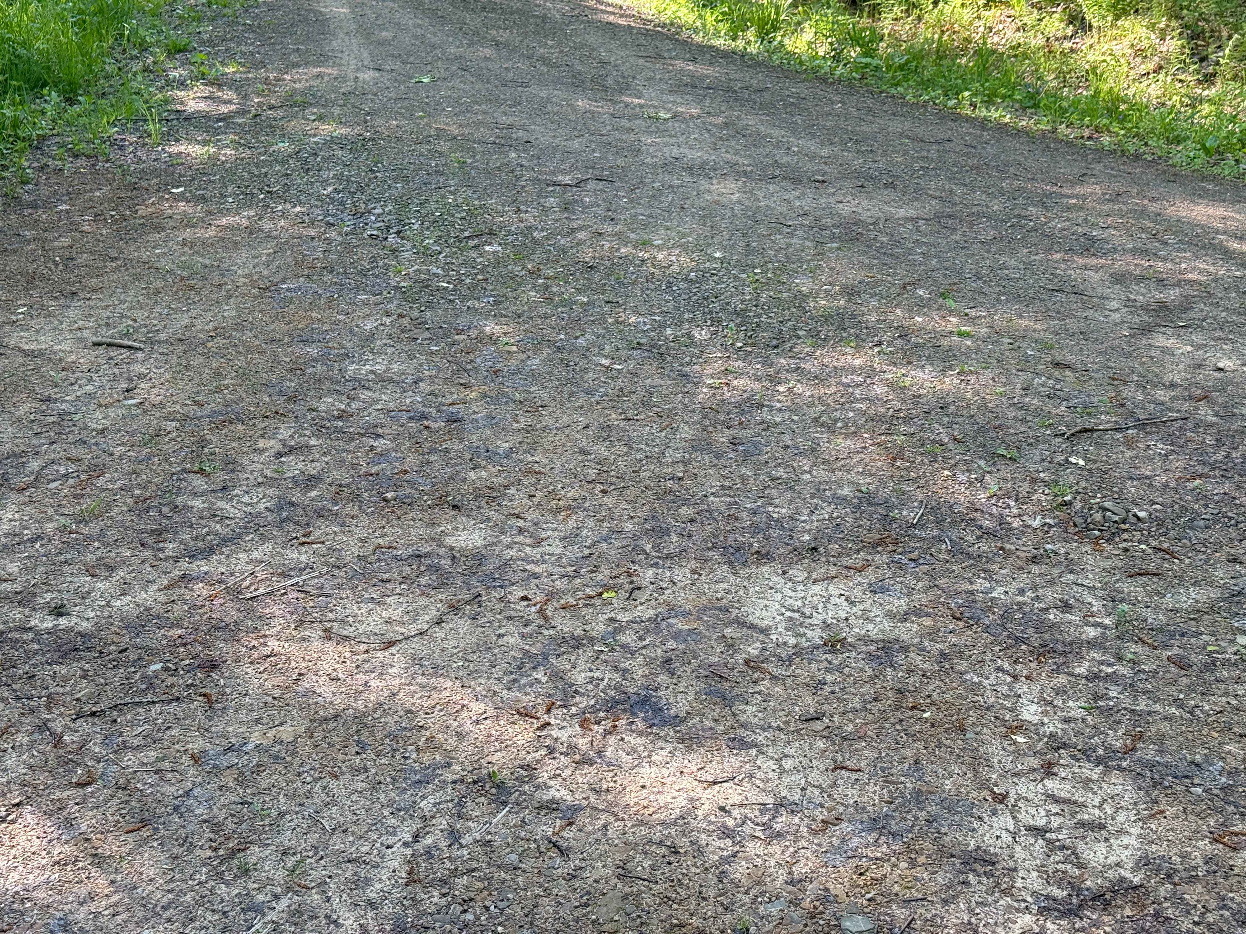 Dewdrop Trail A - FS 263A