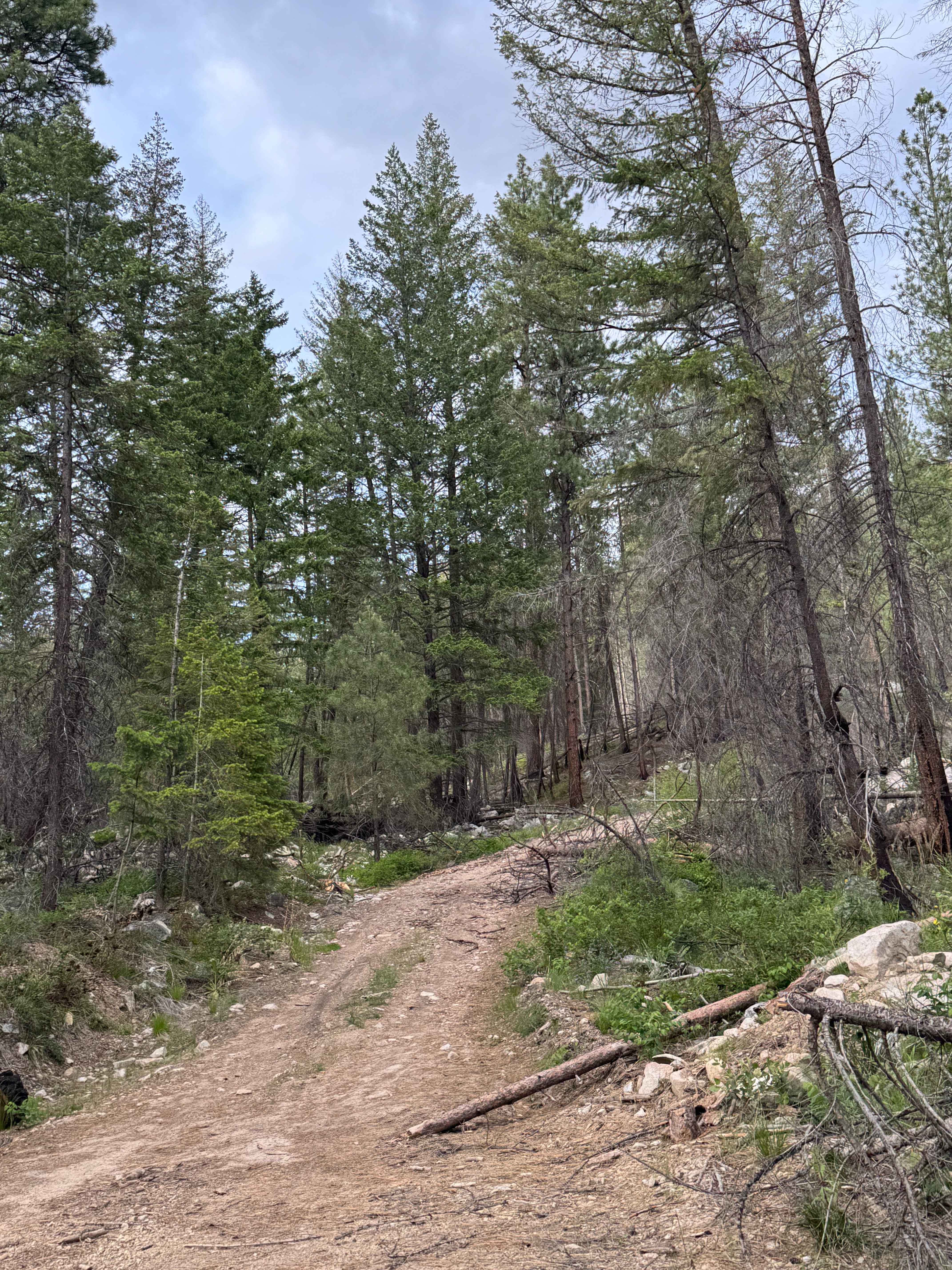 Junior Creek - FS 5010-500