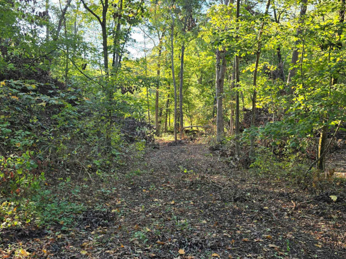 Logging Trail #2 photo 5
