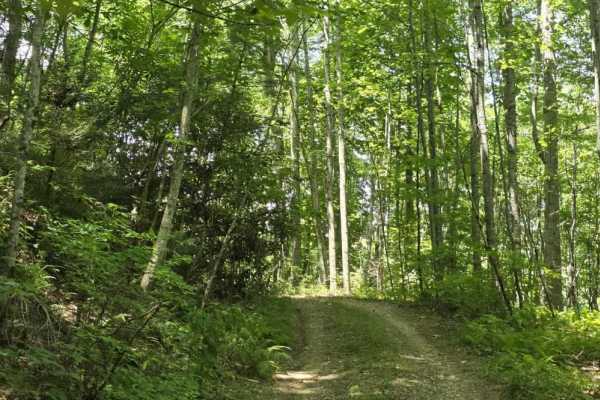Locust Thorn Ridge
