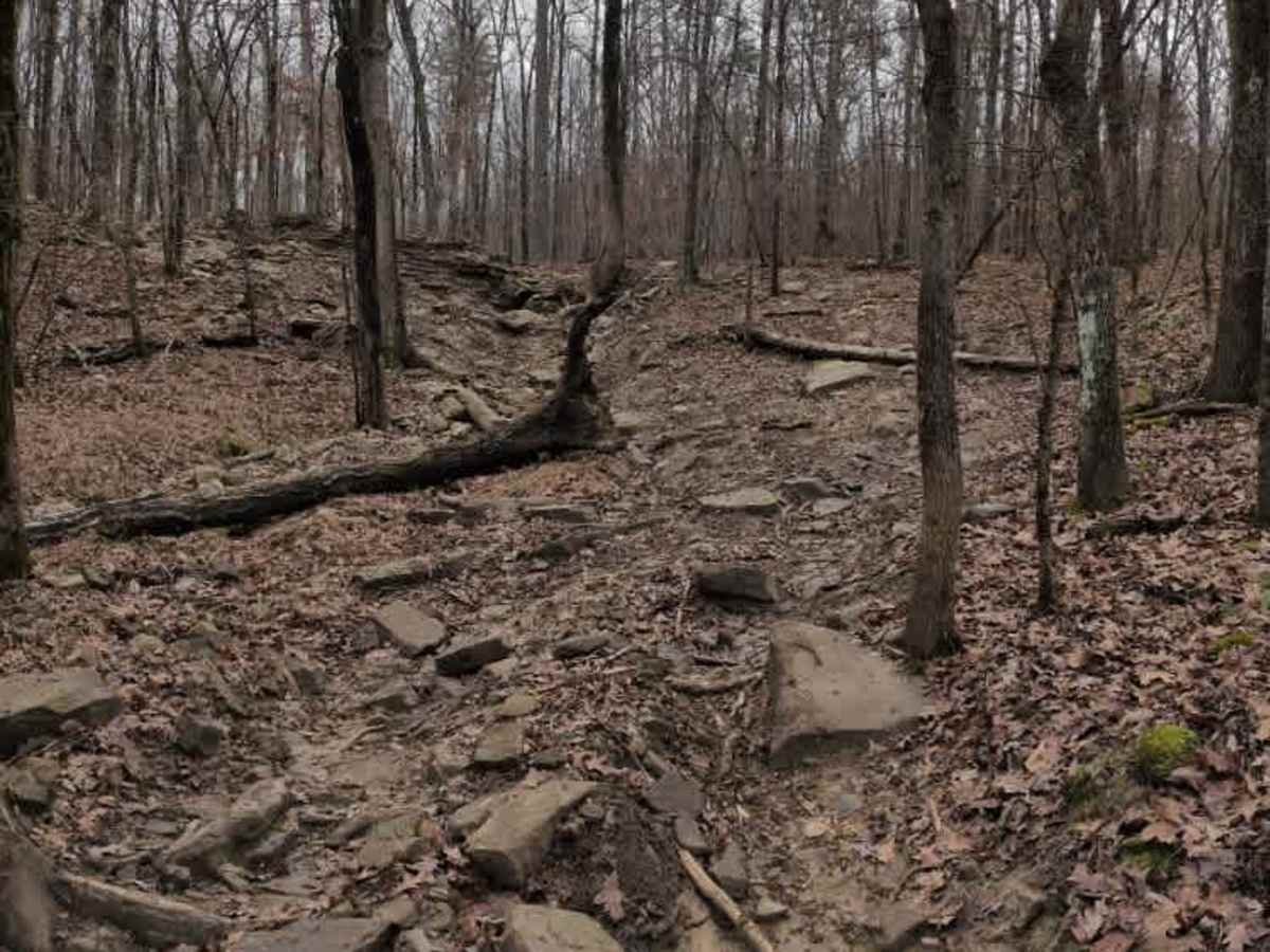 #131 Treestand photo 2
