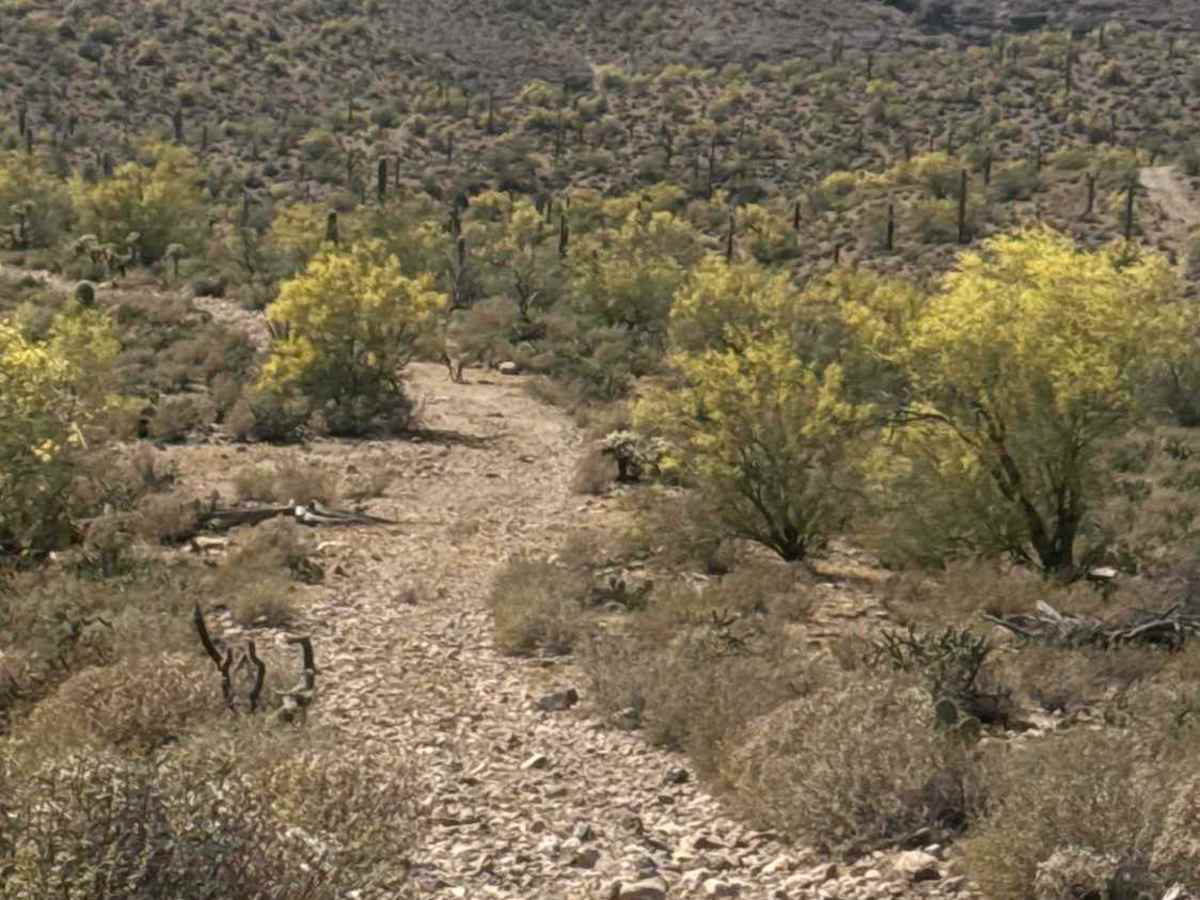 Palm Loop  trail photo