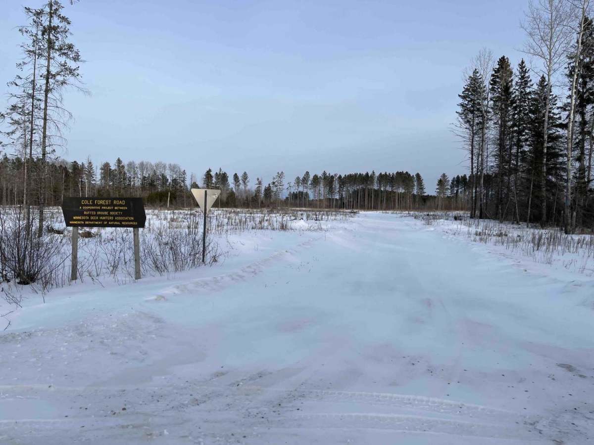Cole Forest Road photo 2