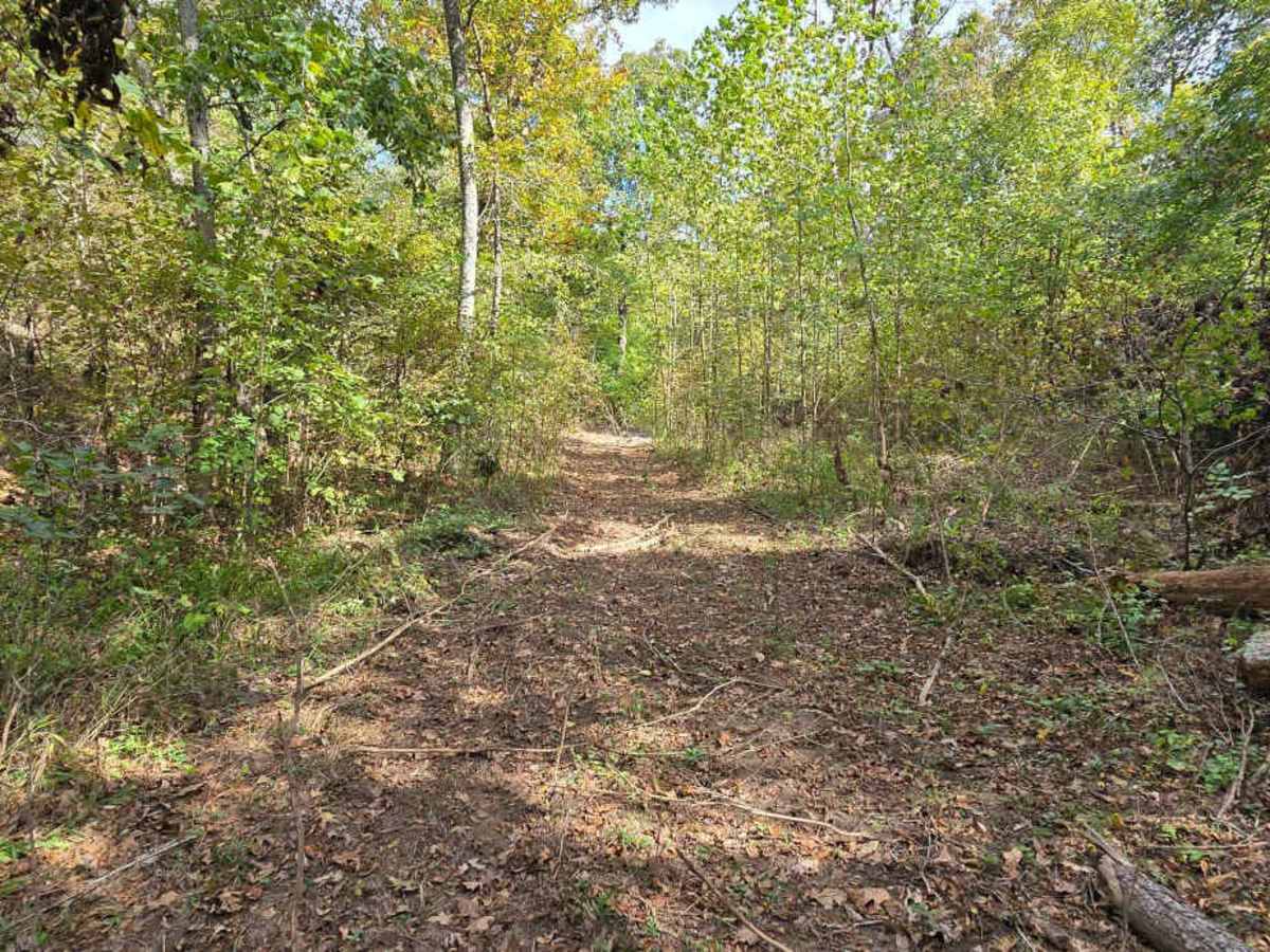 Logging Trail #2 photo 4