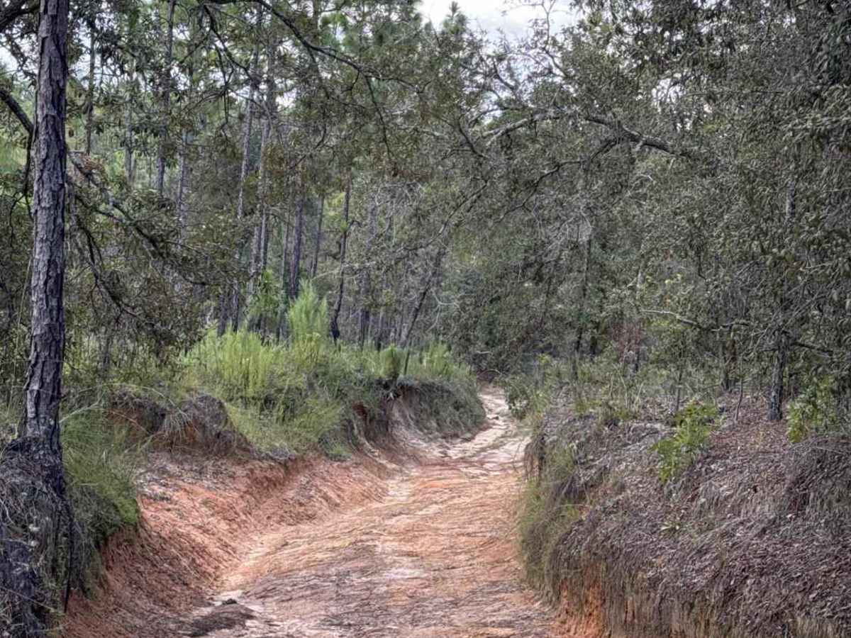 Trail 19 - Citrus WMA photo 6