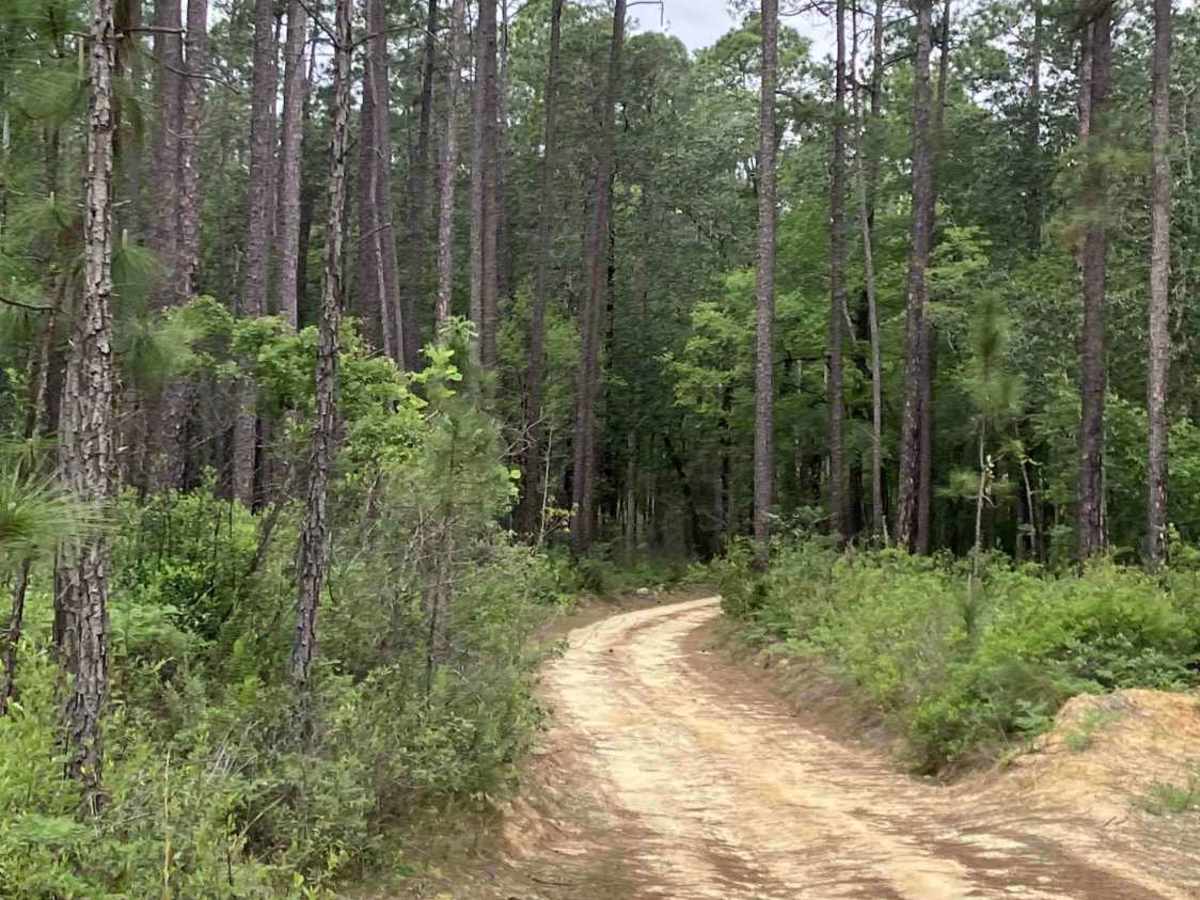 C44 trail photo