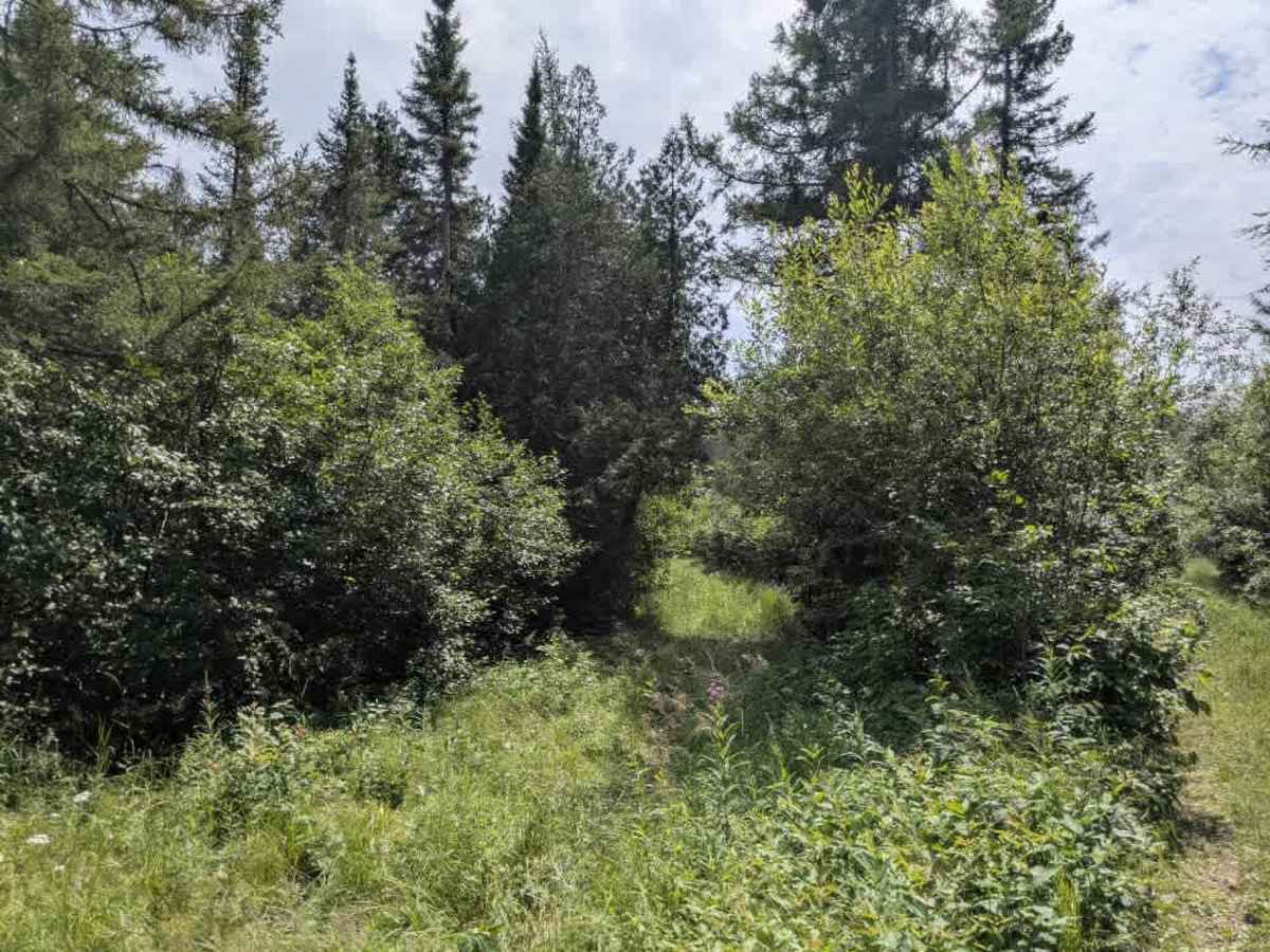 Mud Creek - FS 324 photo 5