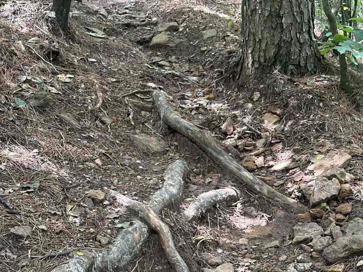 Rocky Creek trail photo