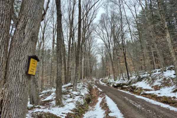 Fall Brook State Forest PFAR