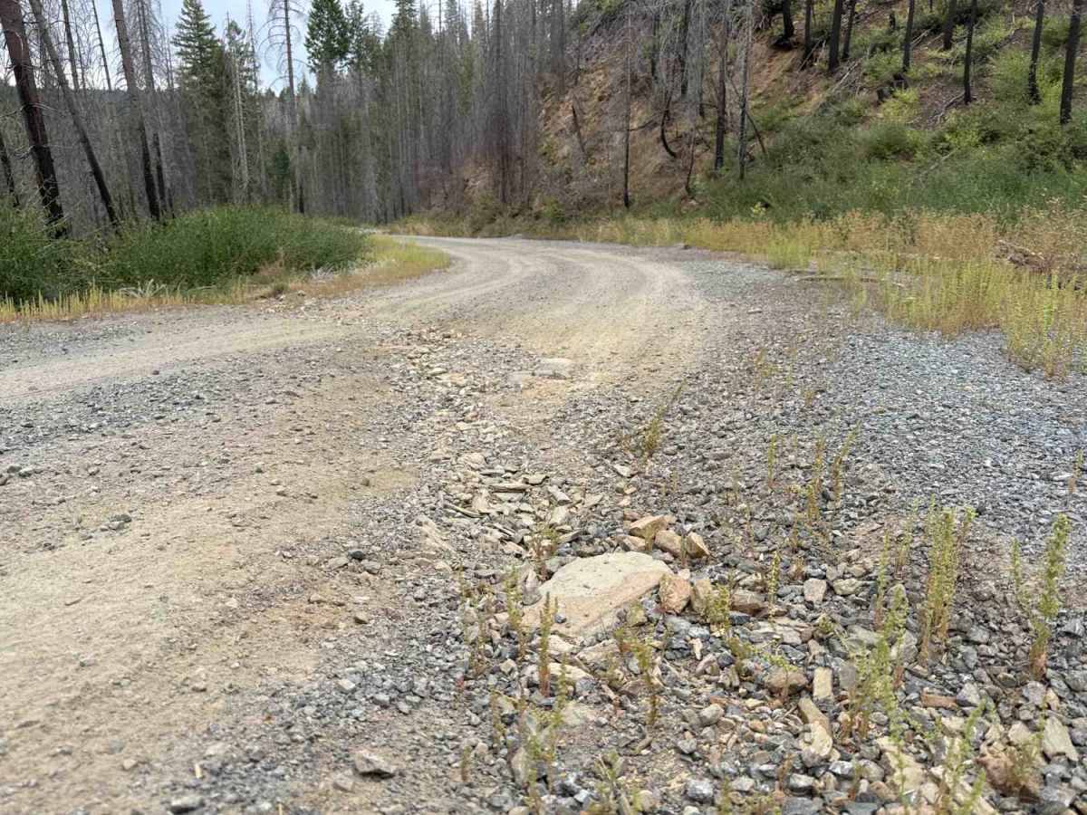 Peavine - FS 33 photo 2