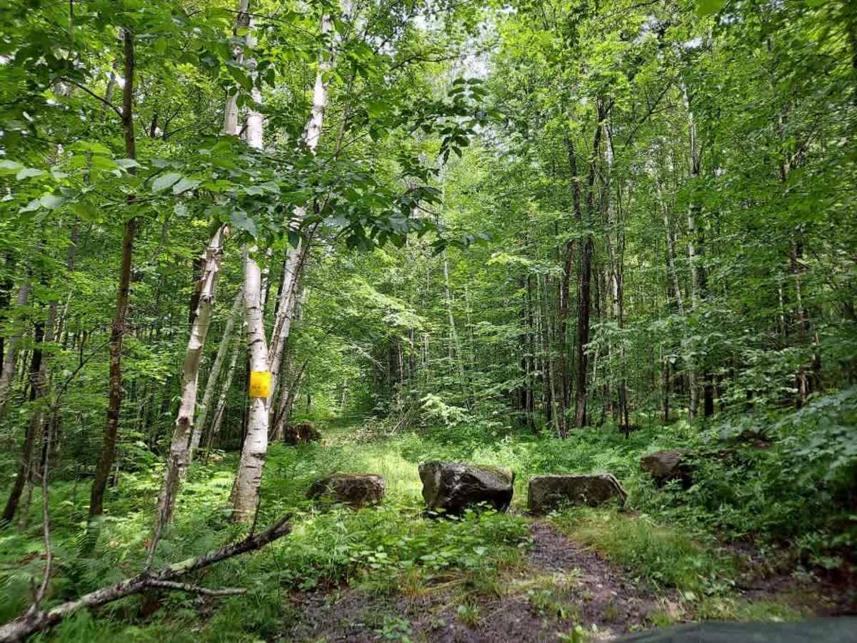 Coolidge State Forest Access Road photo 3