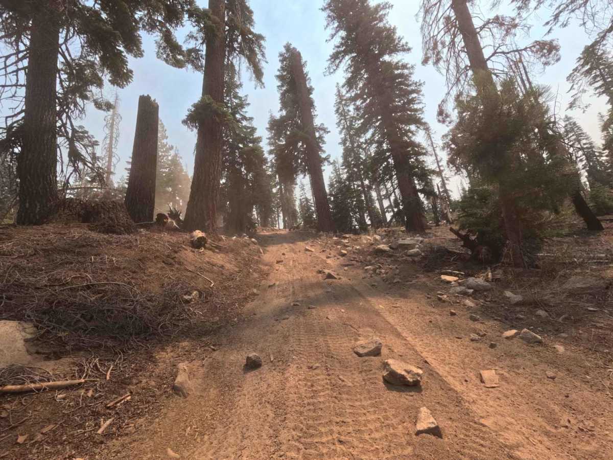 Midnight - FS 9S015 trail photo