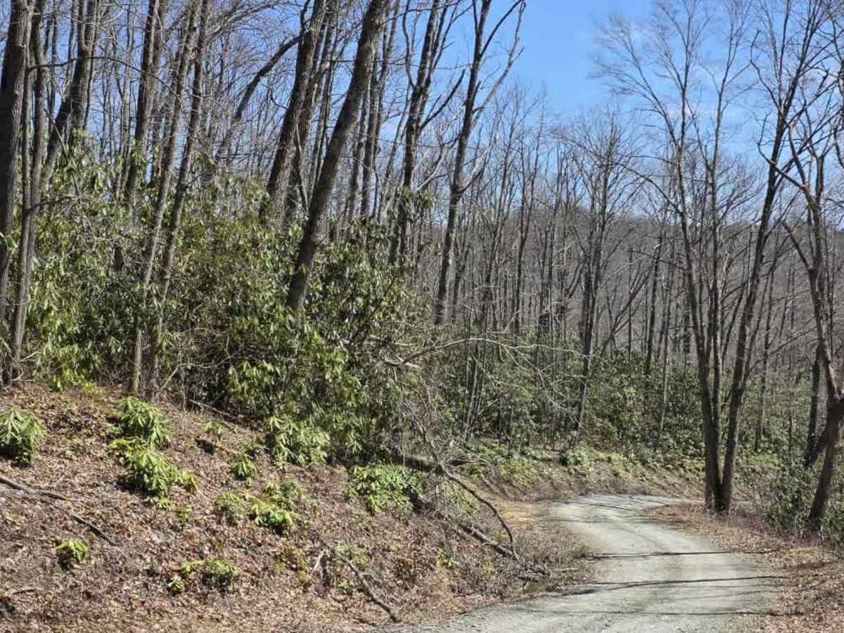 Laurel Fork photo 3