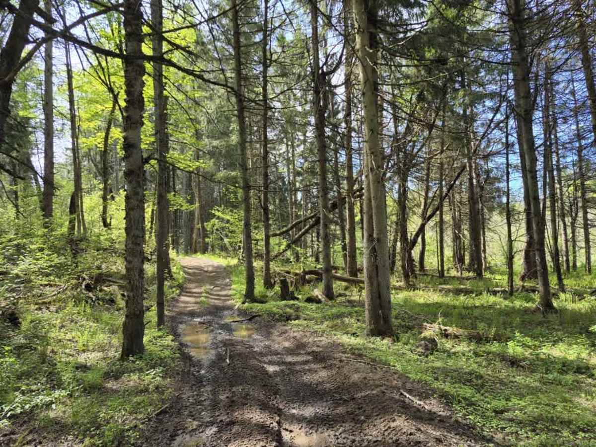 Lower Forks-Factory Trail photo 5