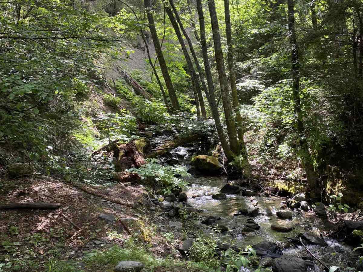 Buckeye Creek - FS 37N52 trail photo