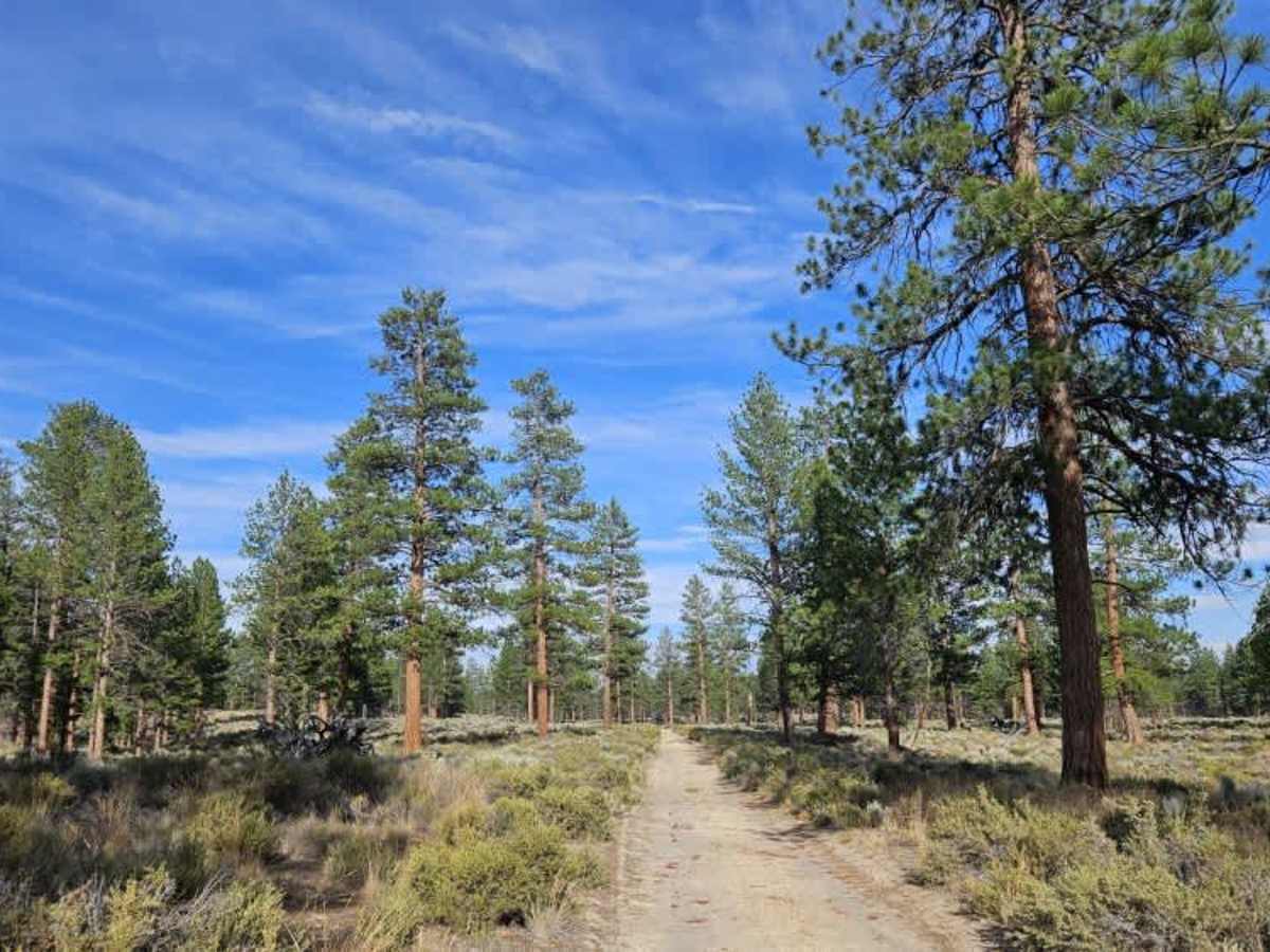 FS 3125000 trail photo