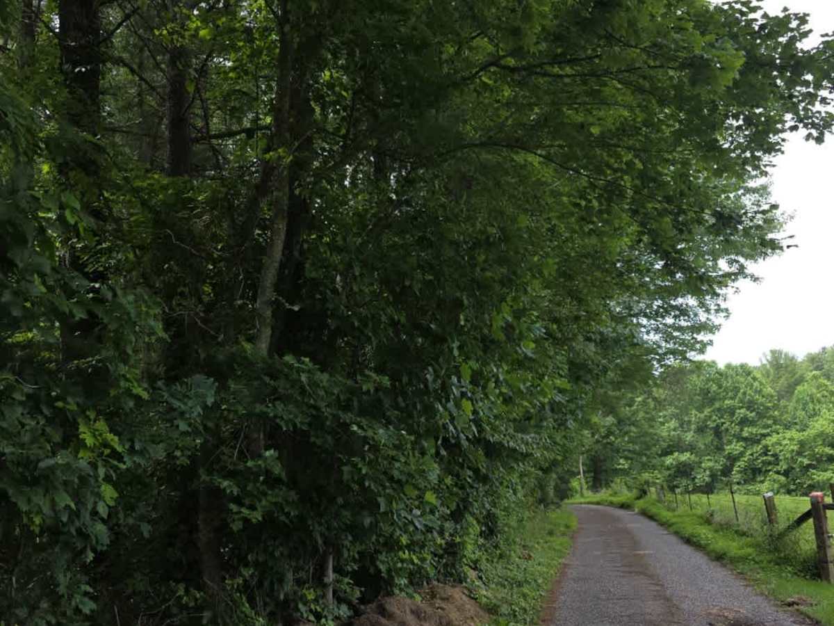 Pilgrim Lane photo 2