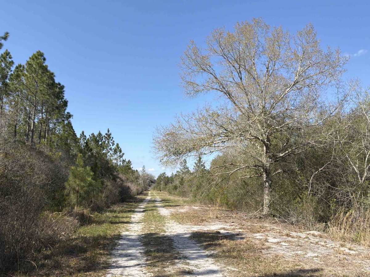 SFR 211 photo 6