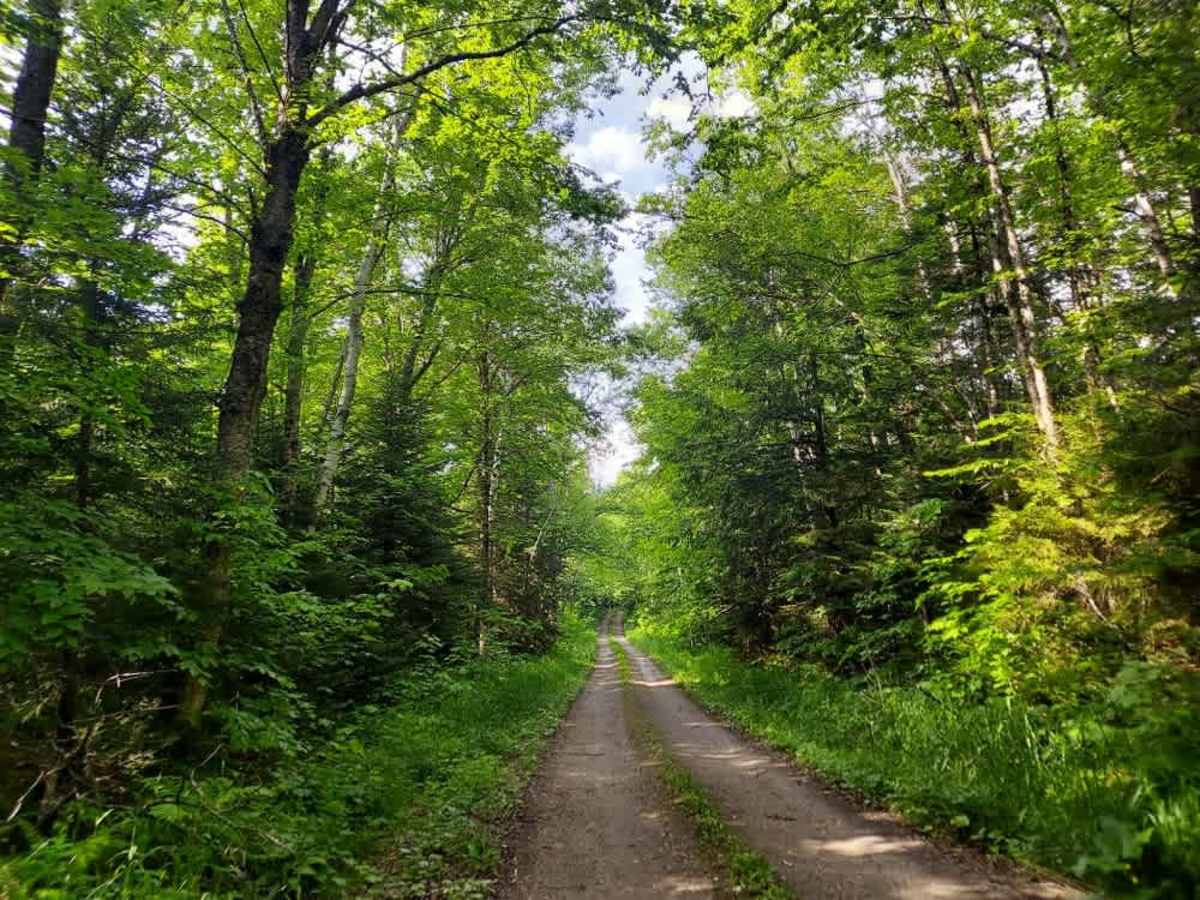 Black Branch Trail  photo 3