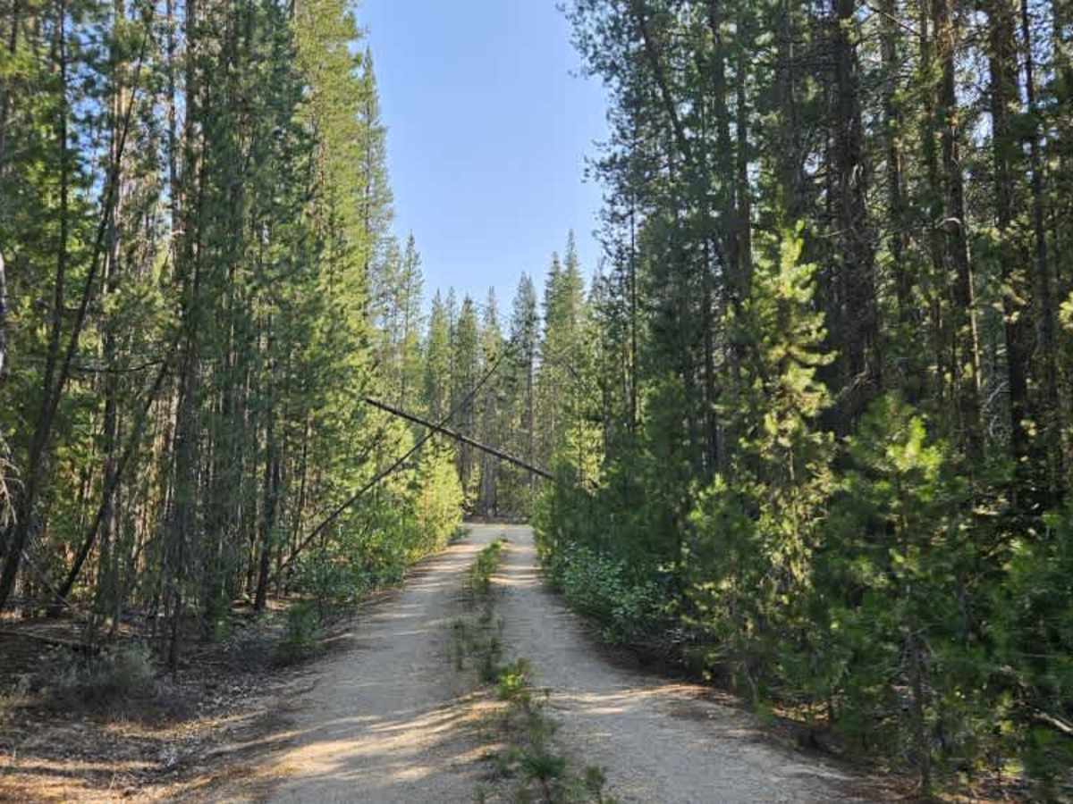 FS 8816000 trail photo