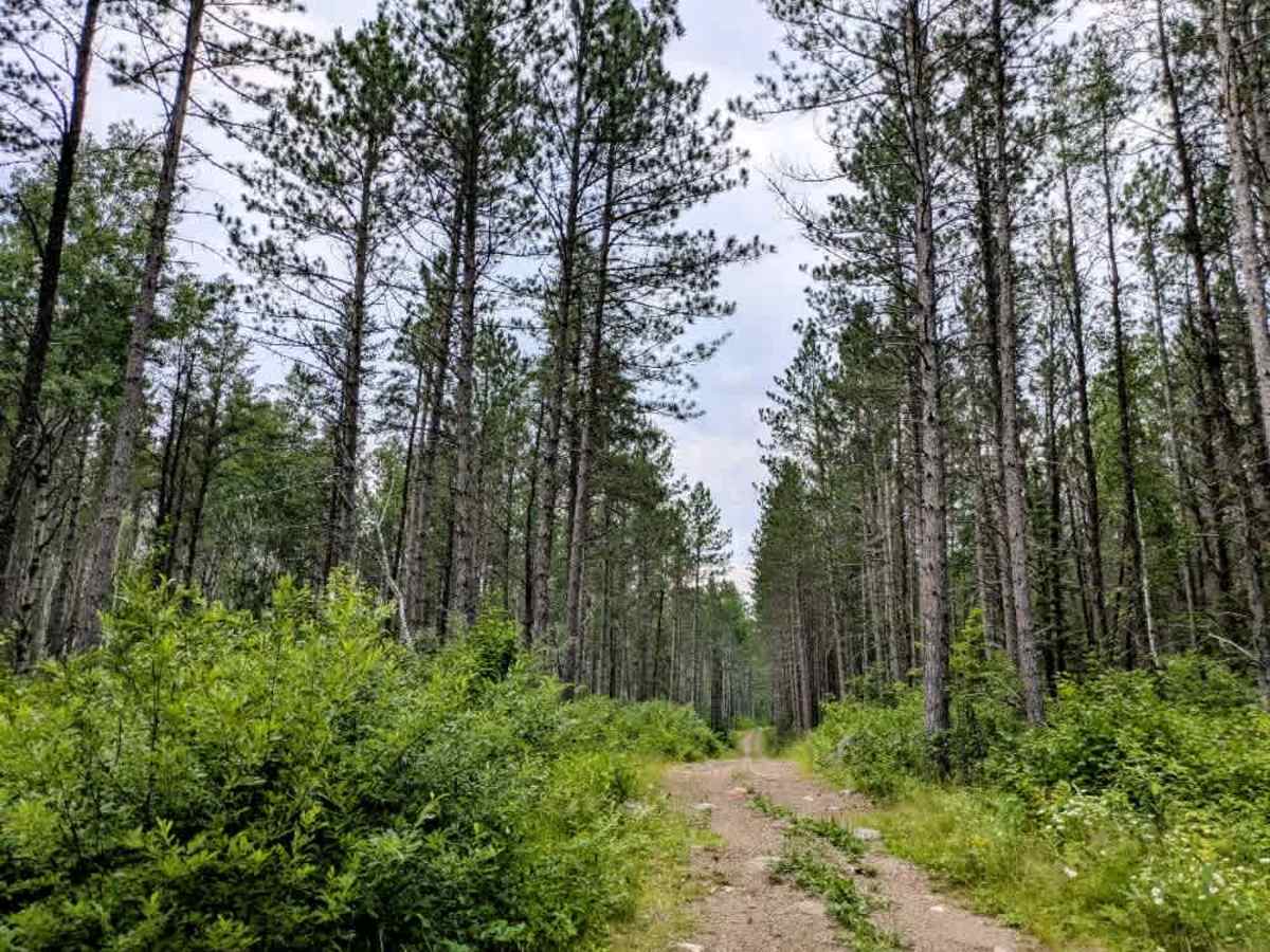 FS 90221 trail photo