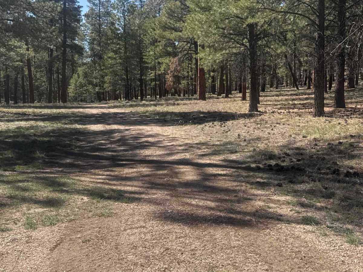FS 258 trail photo
