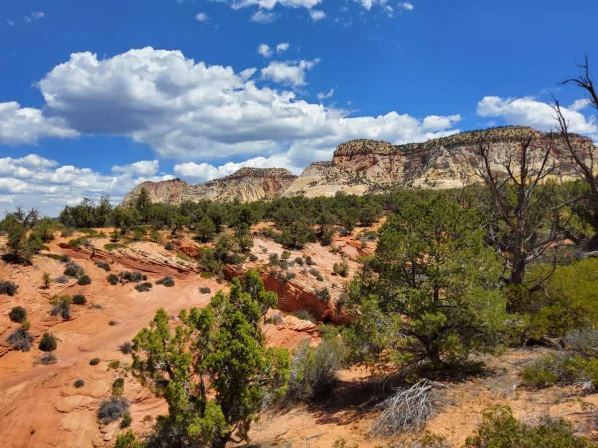 BLM 106W trail photo
