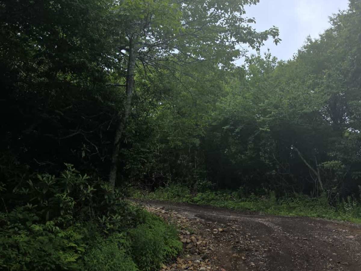 Camp Creek Bald trail photo