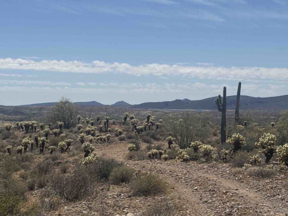 BLM 28063 photo 6