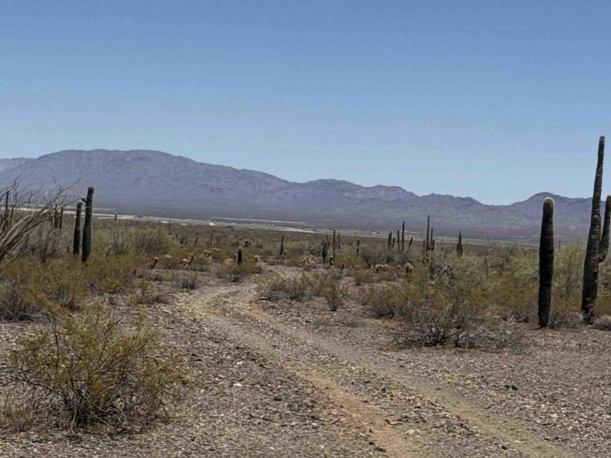 Palo Verde Run  photo 6