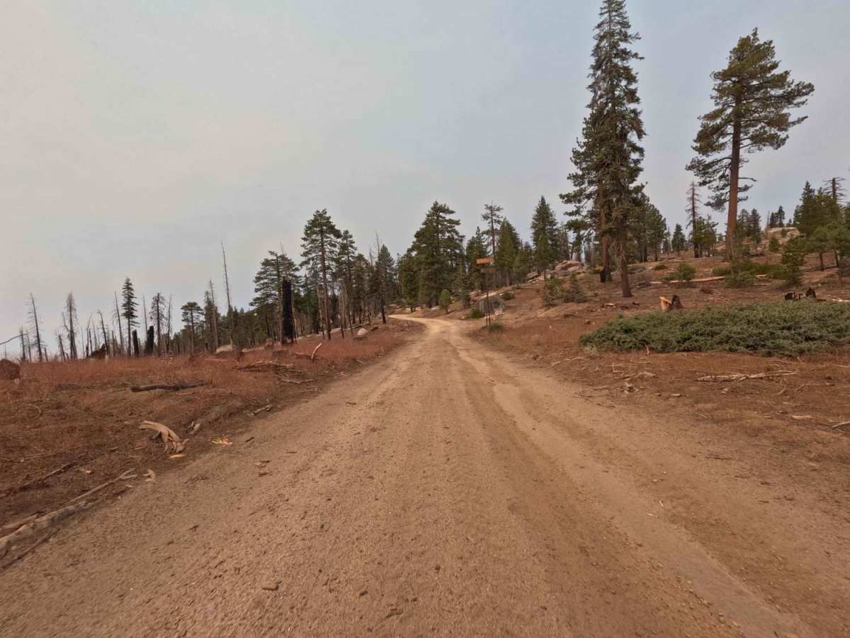 Lodgepole - FS 9s027 photo 6