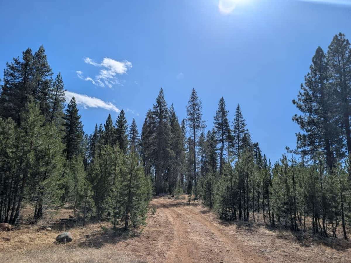 FS 31N90 trail photo