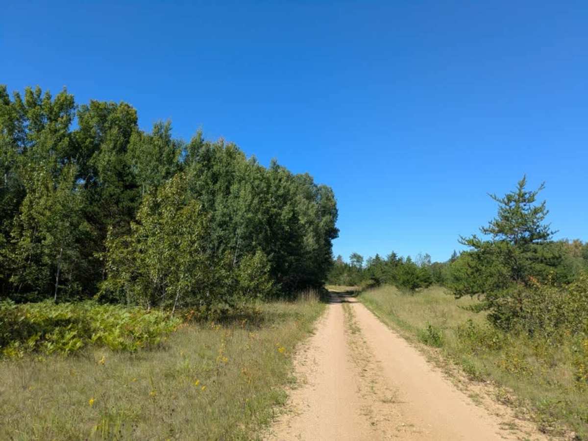 Swartz Forest Road trail photo