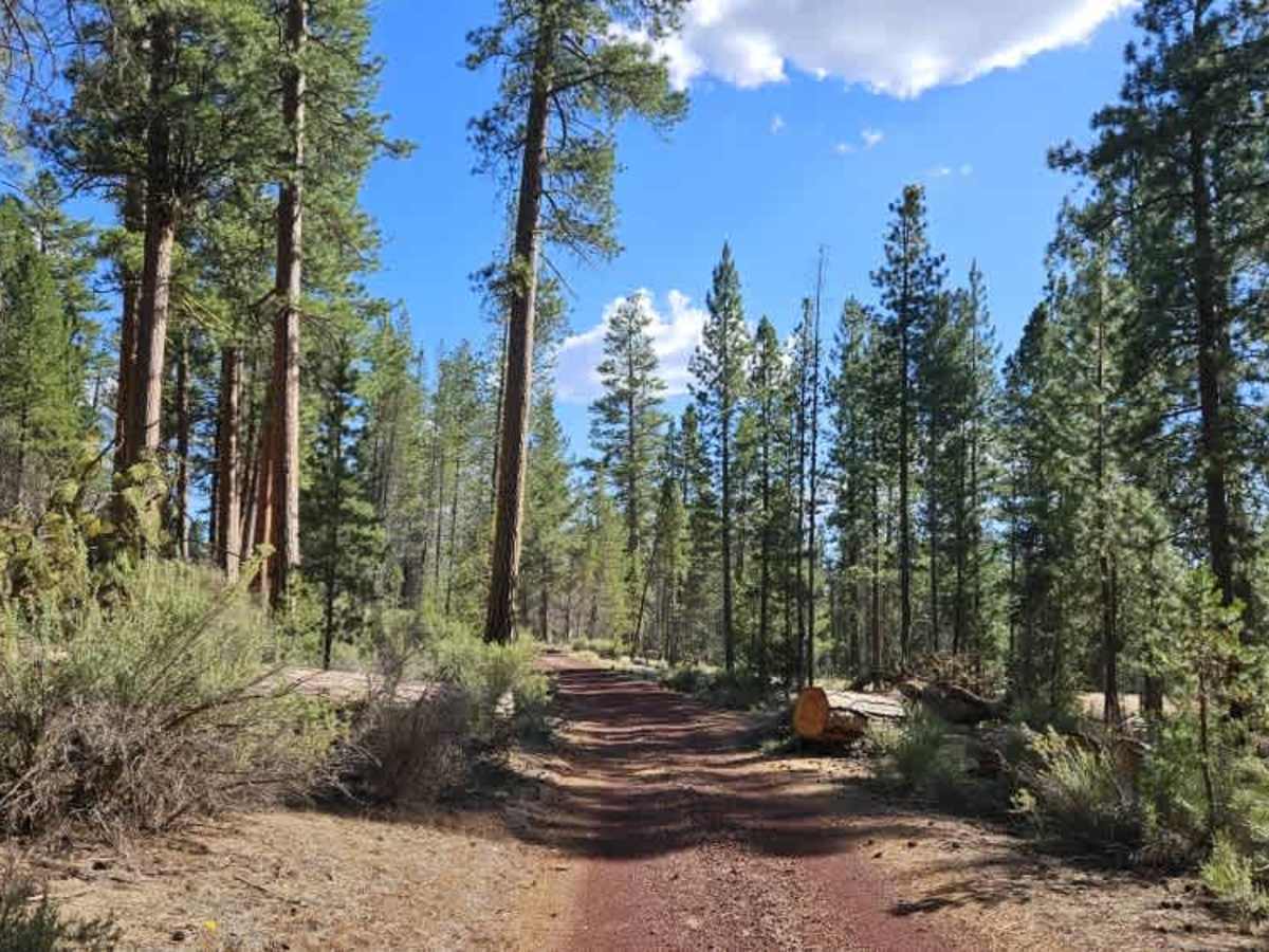 FS 7647000 trail photo