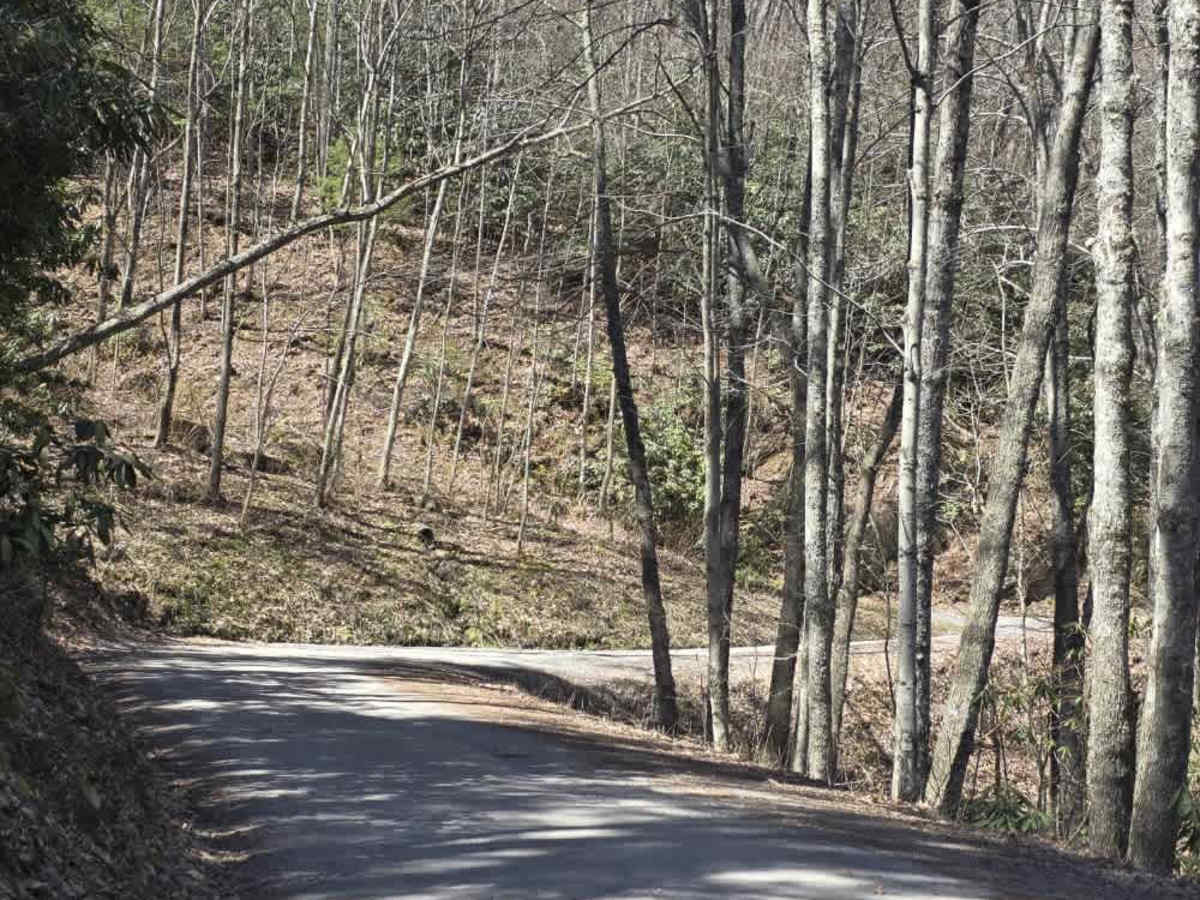 Cove Creek Road photo 6