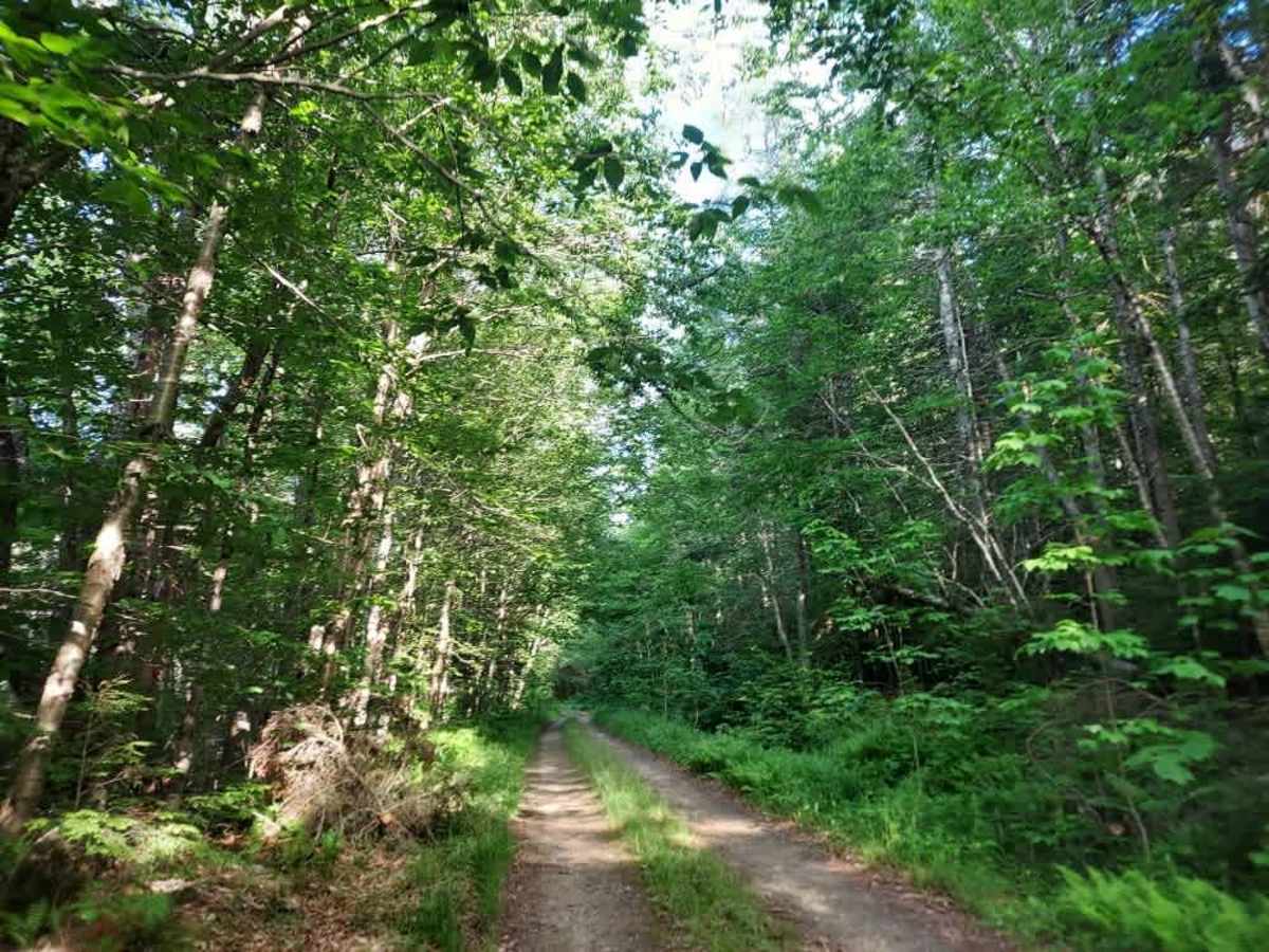 Tabor Brook Trail photo 3